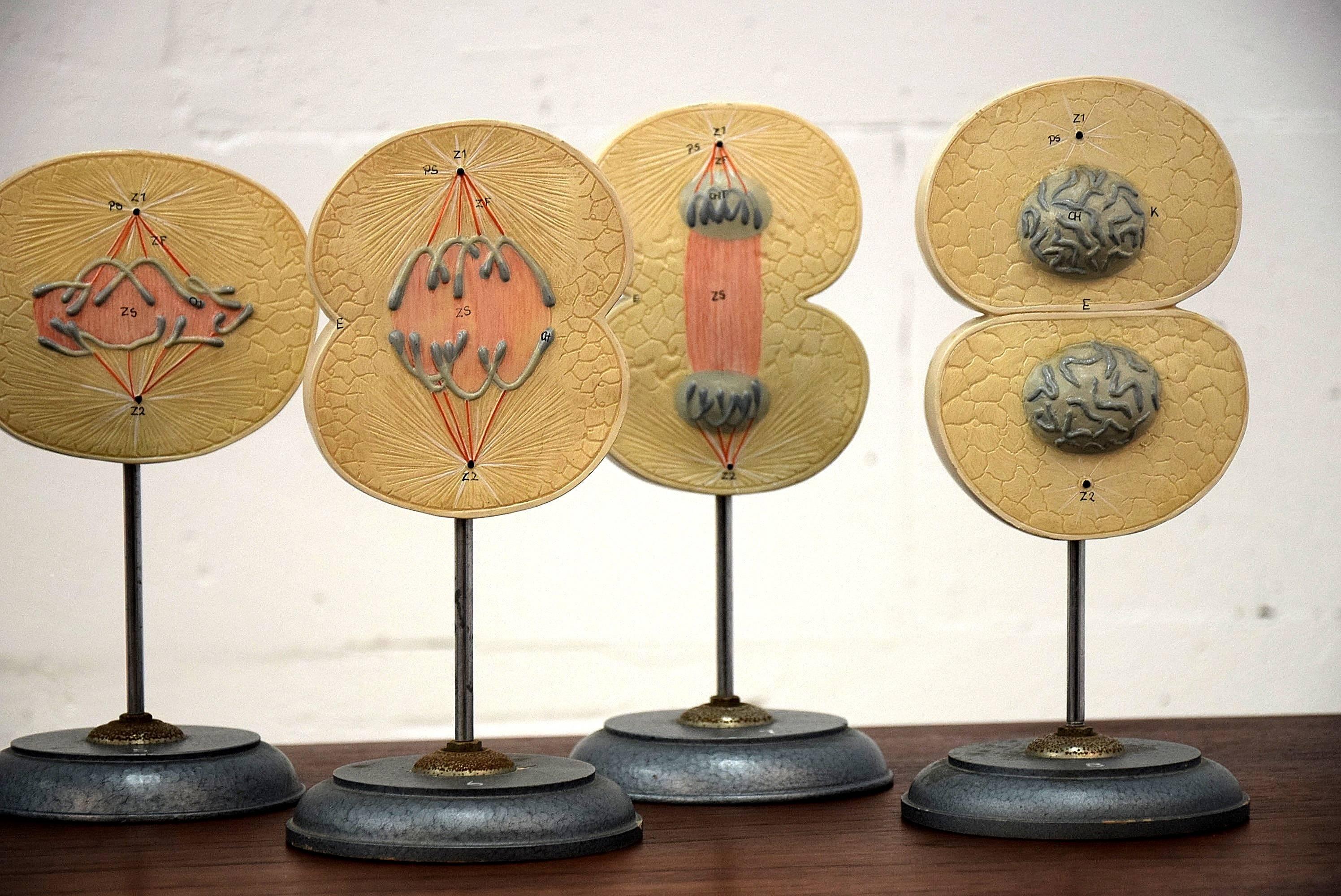 Mid-20th Century Cell Division Models Mid Century