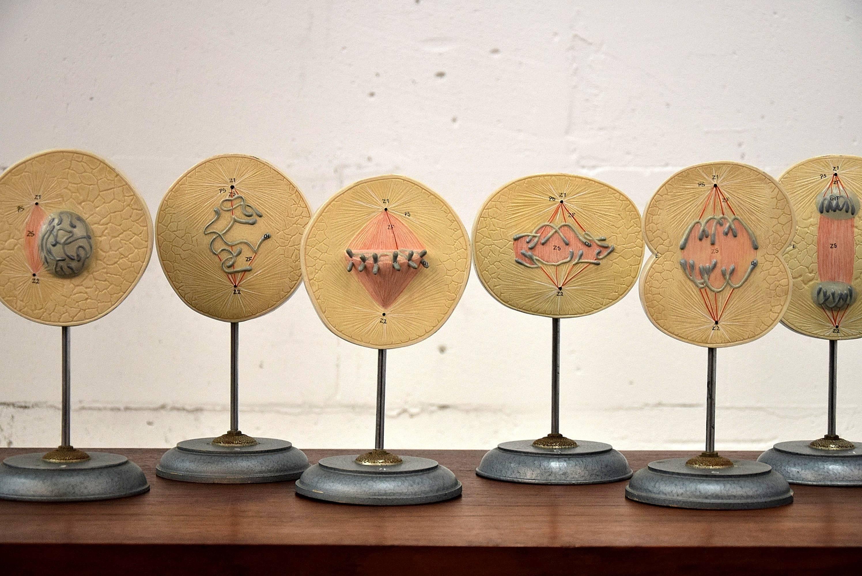 A sculptural 1950s set of eight showing the division of a cell.
It shows the interphase in which the chromosomes duplicate, and the copies remain attached to each other. 2. The Prophase: In the nucleus, chromosomes condense and become visible. In