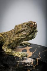Vienna Bronze and Marble Iguana Coupe, circa 1880