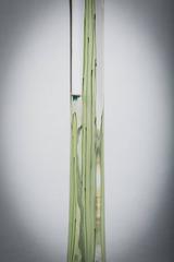 Pair of American Enameled Glass Footed Compotes, circa 1880