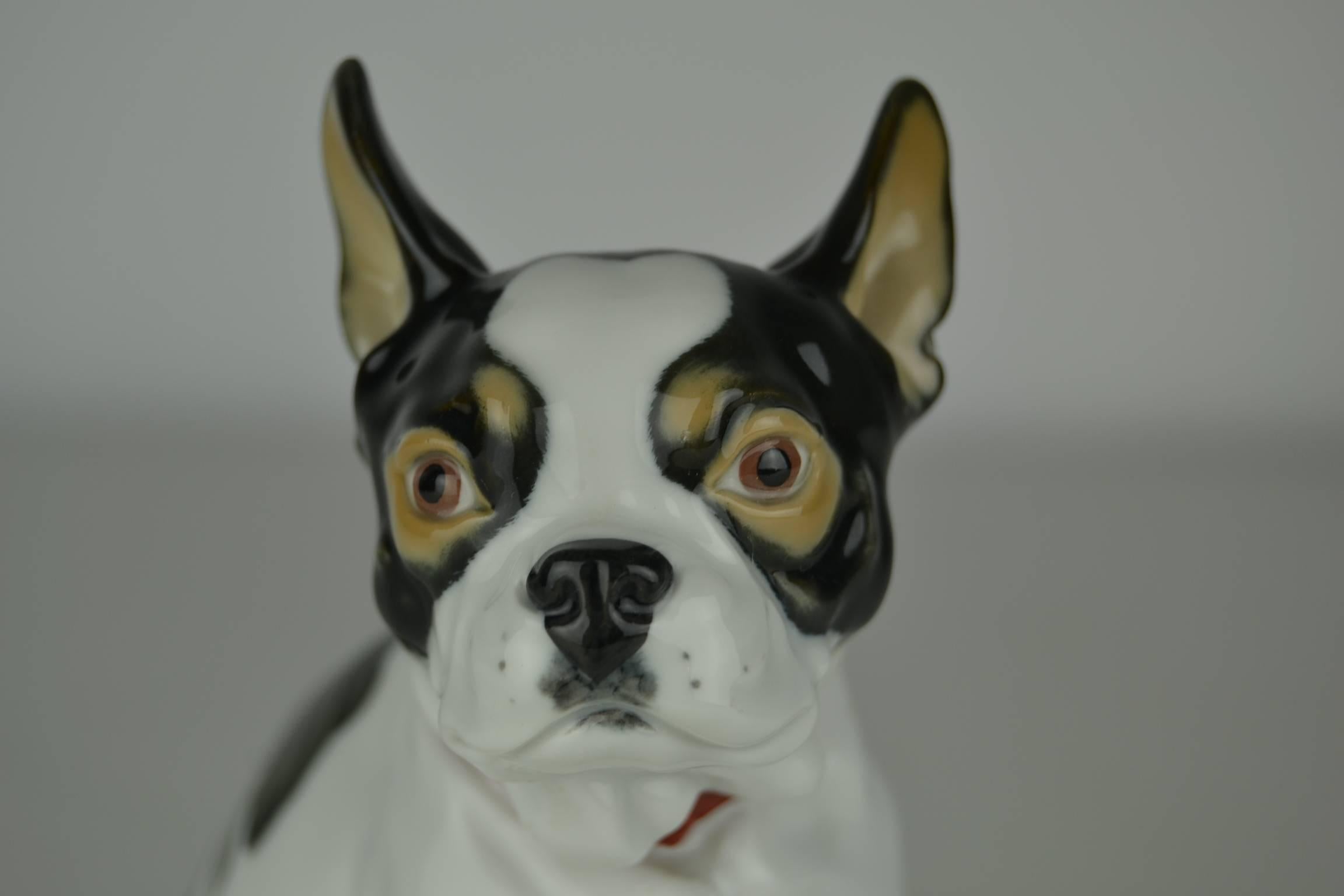 Nice French Bulldog - Frenchie. 
Stamped porcelain Dog Sculpture made by Porcelain factory Meissen Germany in the fifties. Mid- century piece of decoration.
Beautiful combination of colour white , brown , black and a red collar with a blue ring.