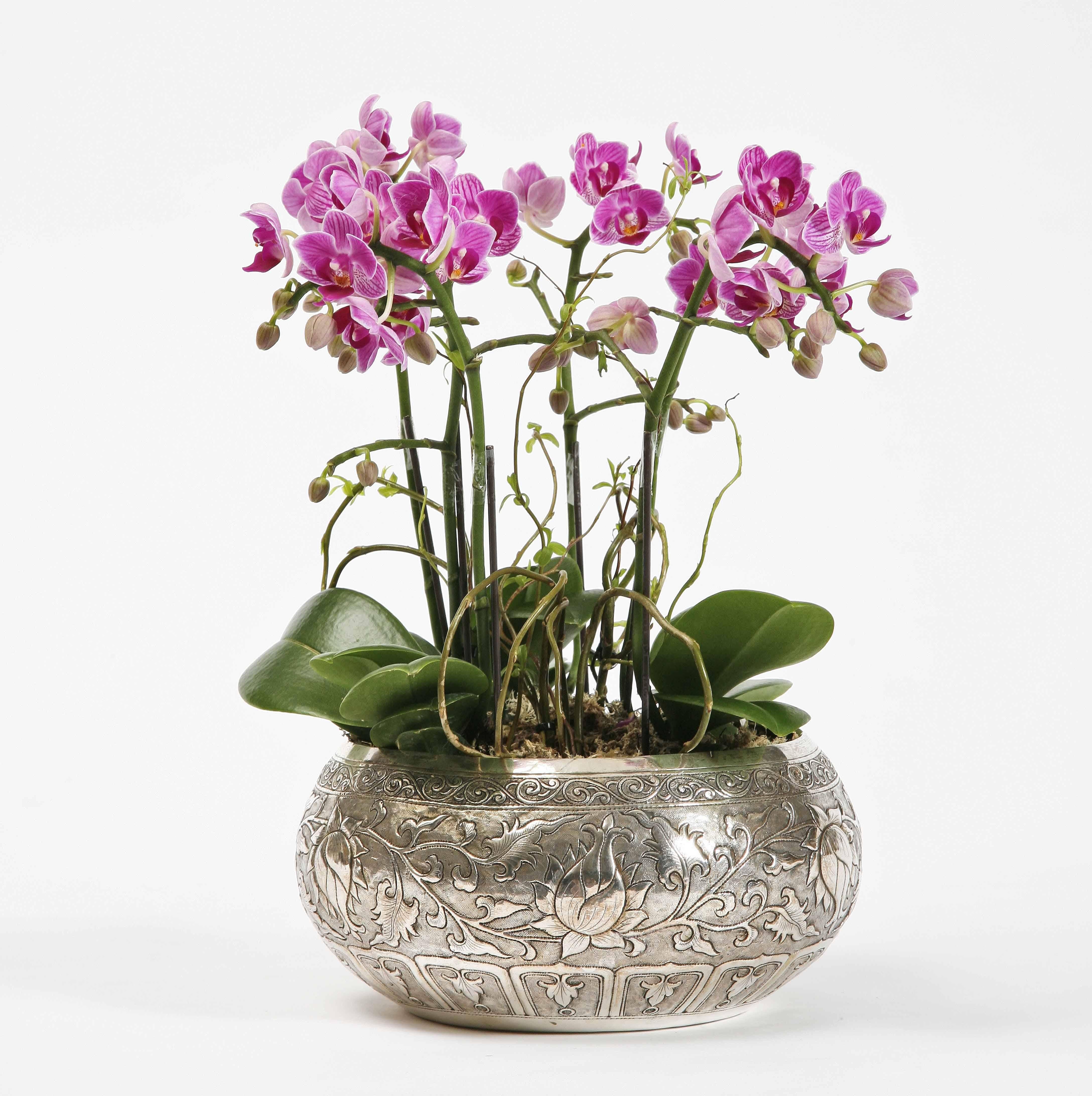 orchid bowl planter