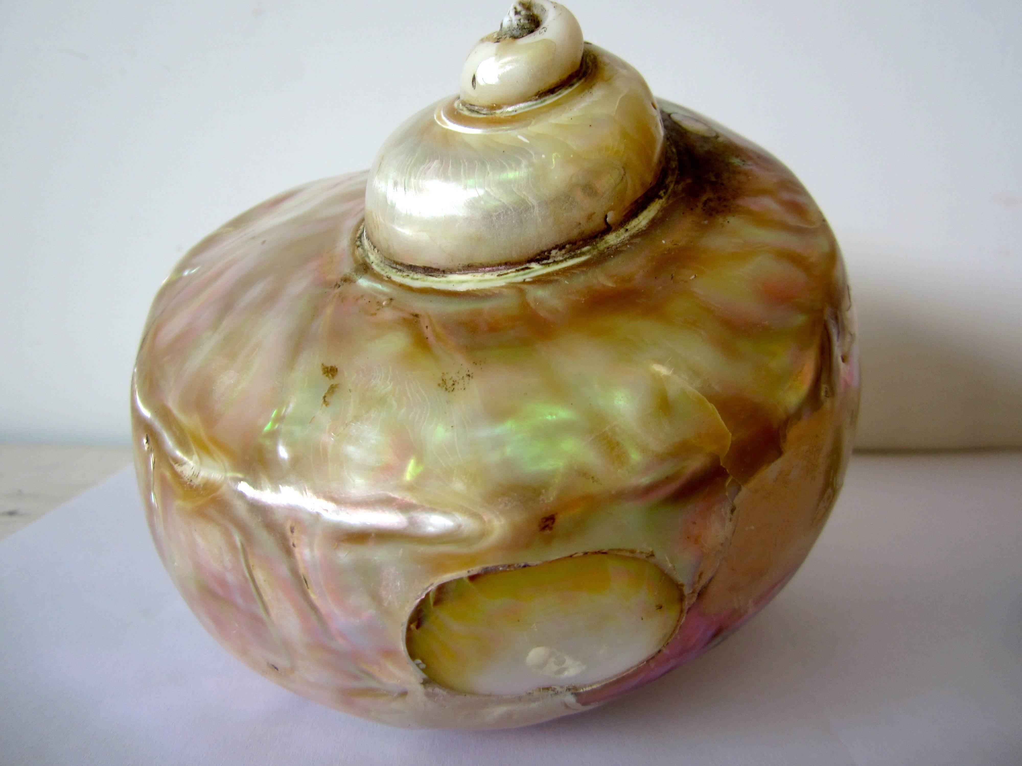 Big Indian Shell and Mother of Pearl Gun Powder Flask 1