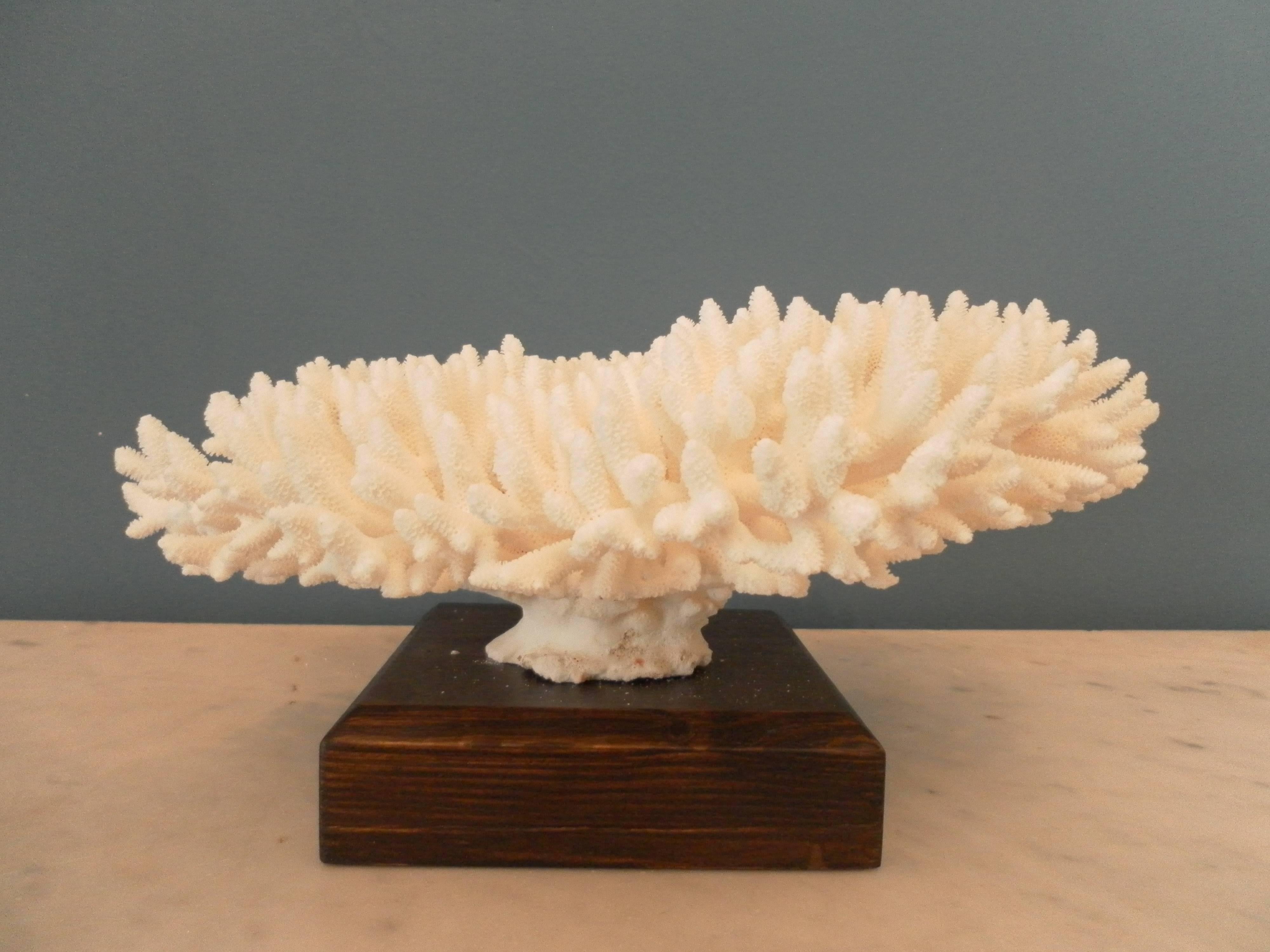 A white coral specimen with wood base. Cites included. A Wunderkammer object 20th century.
