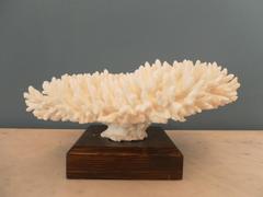 White Coral Specimen