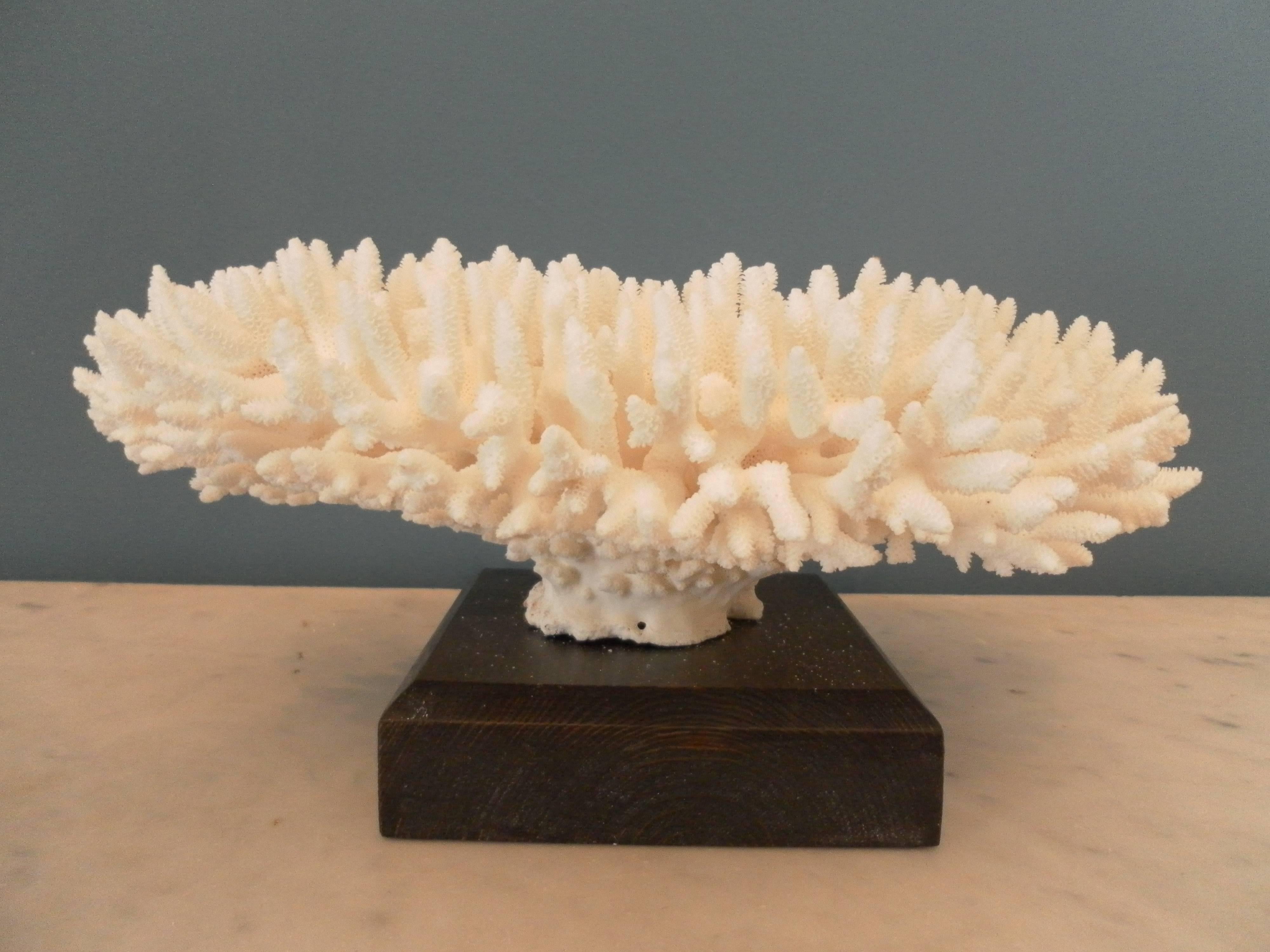 Solomon Islands White Coral Specimen For Sale