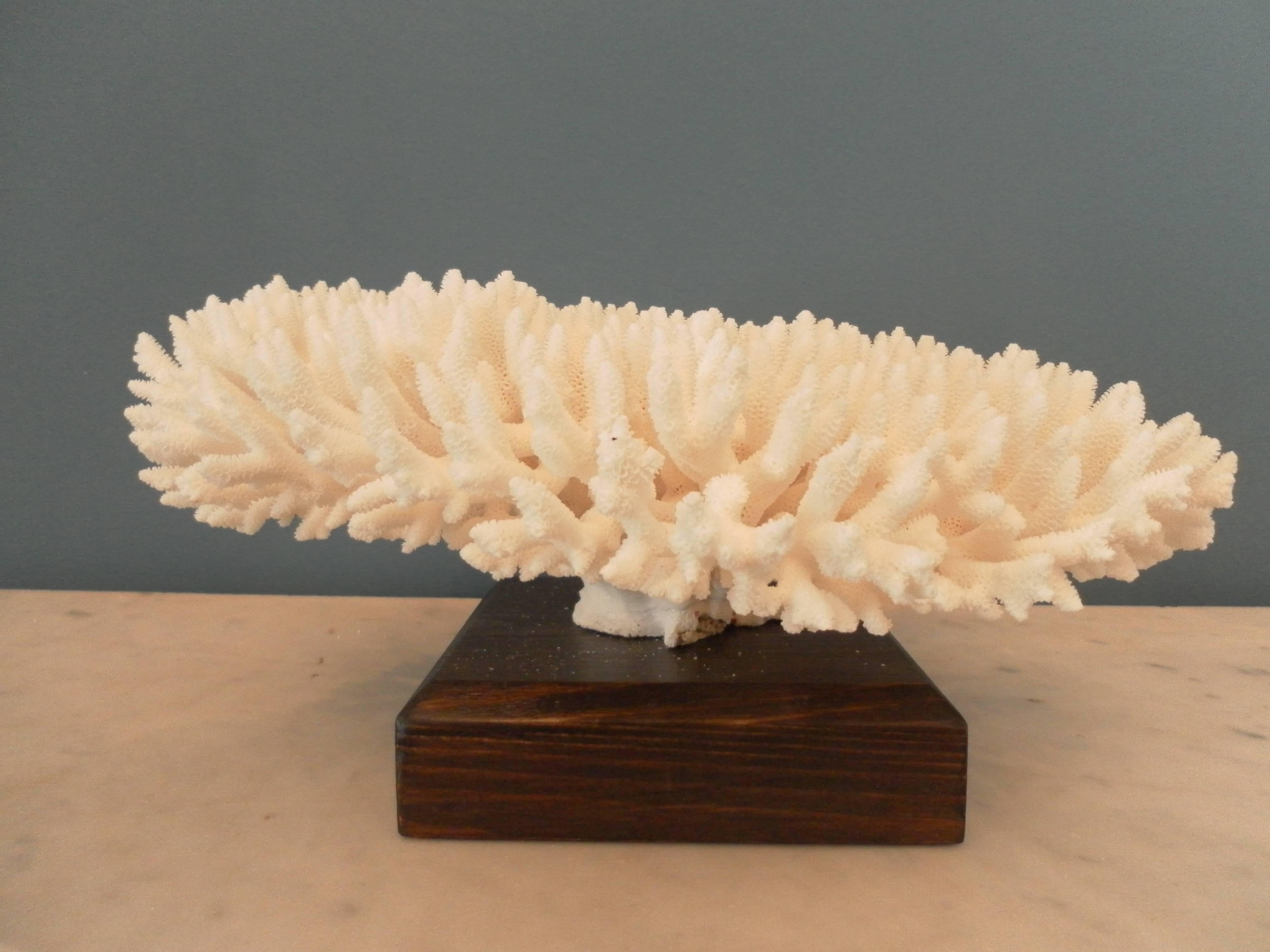 White Coral Specimen In Good Condition For Sale In Fossano, IT