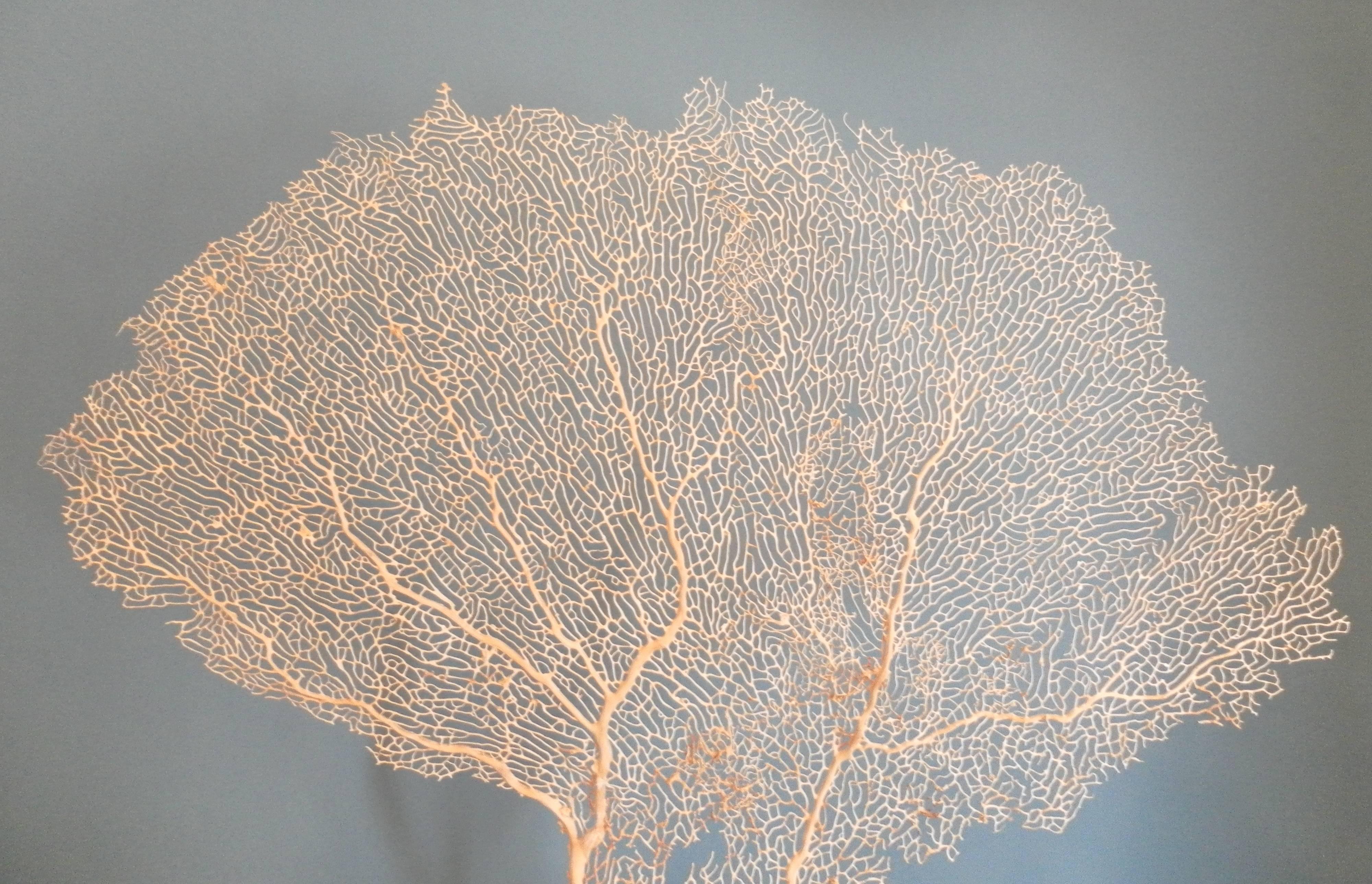 A large white gorgonian sea fan on a wooden base. A Wunderkammer object, 20th century.