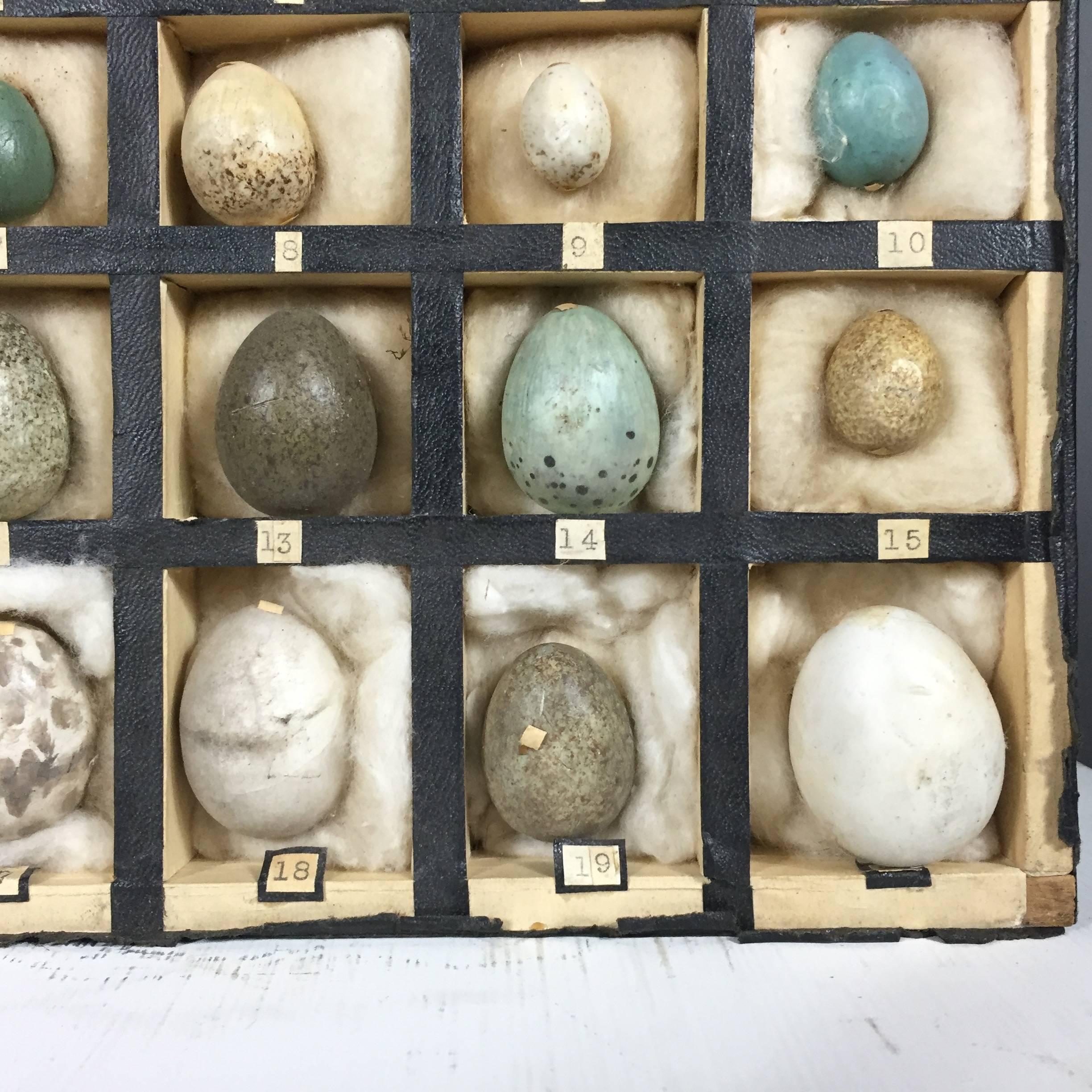 Arts and Crafts 1933 Dated German Native Bird Egg Collection
