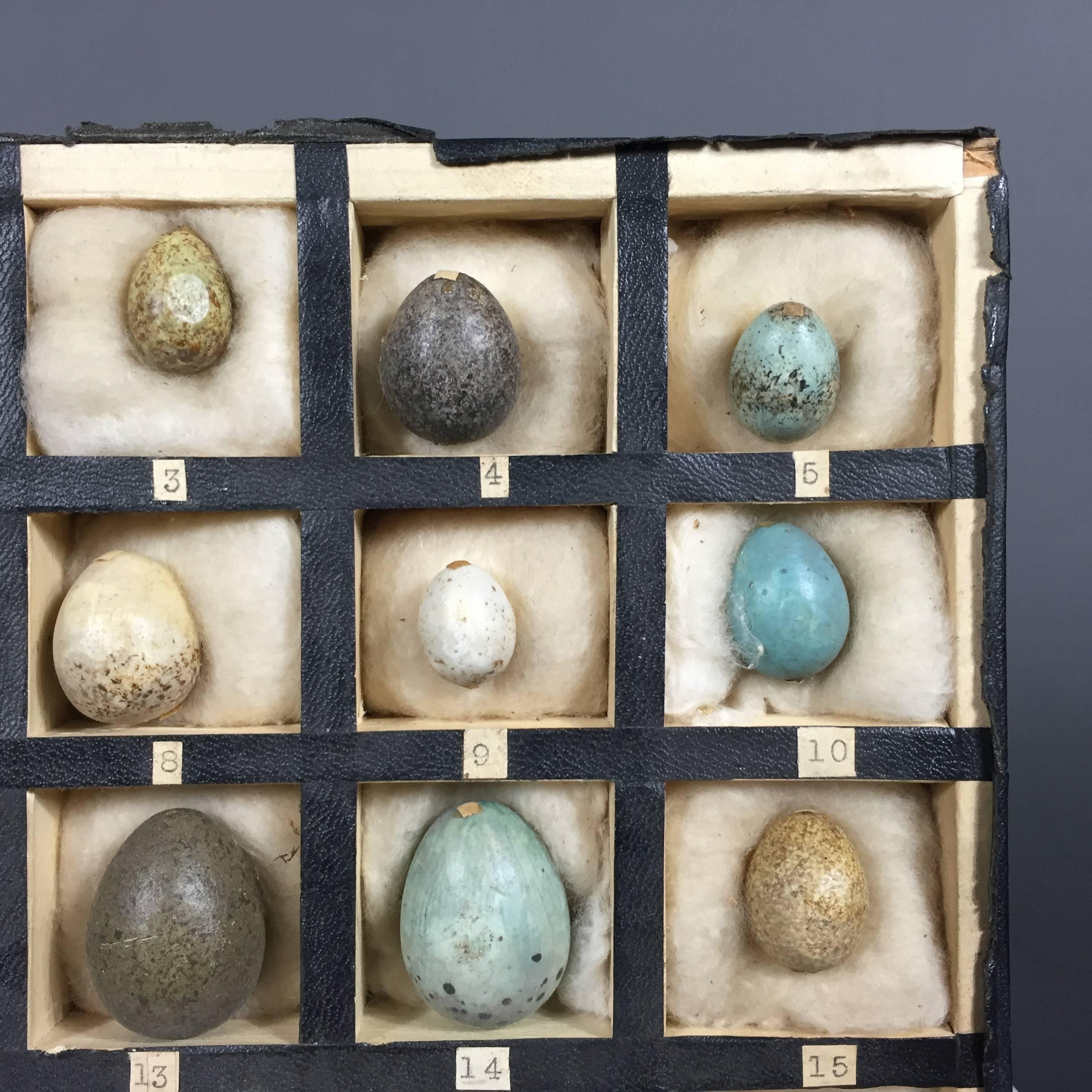 bird egg collection for sale