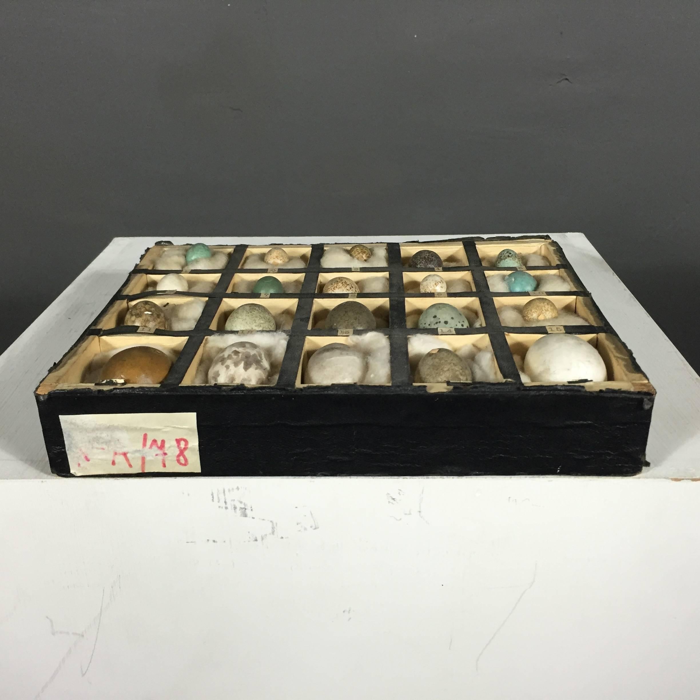 1933 Dated German Native Bird Egg Collection 2