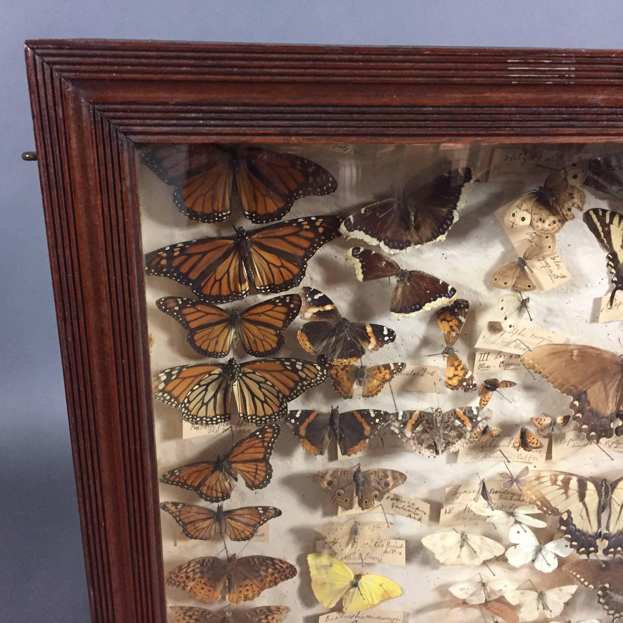 framed butterfly specimens