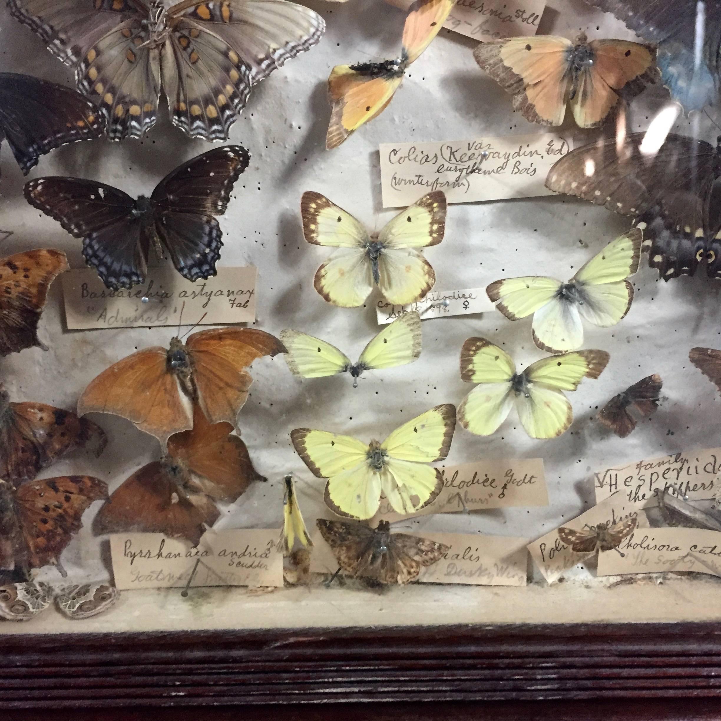 82 Specimen Butterfly Display Box, Hand Labeled and Framed, circa 1900 In Good Condition In Hudson, NY