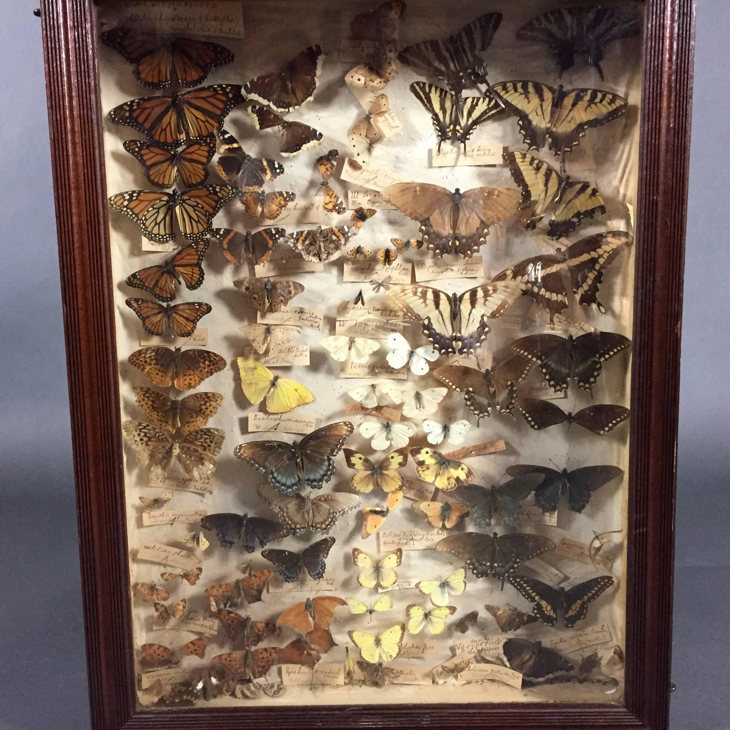 A wonderful and enchanting shadow box filled with eighty-two butterfly specimens, all pinned and labeled with both latin and common name. Thoughtfully arrayed by color and shape. Case front can be opened - held by three small metal clasps. A few