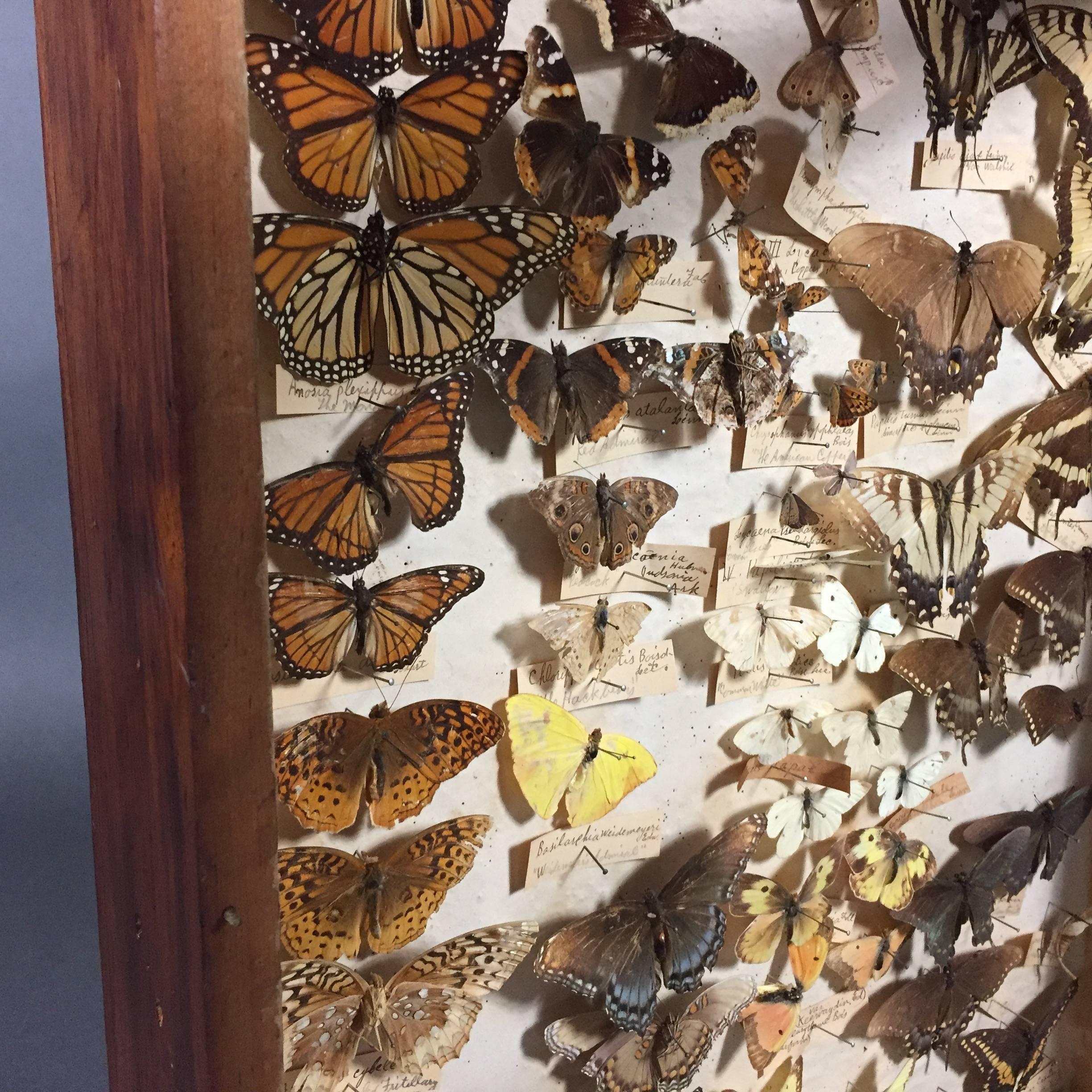 Early 20th Century 82 Specimen Butterfly Display Box, Hand Labeled and Framed, circa 1900