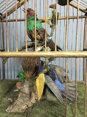 Victorian Automaton Birdcage with Three Taxidermy Birds, French, 1890