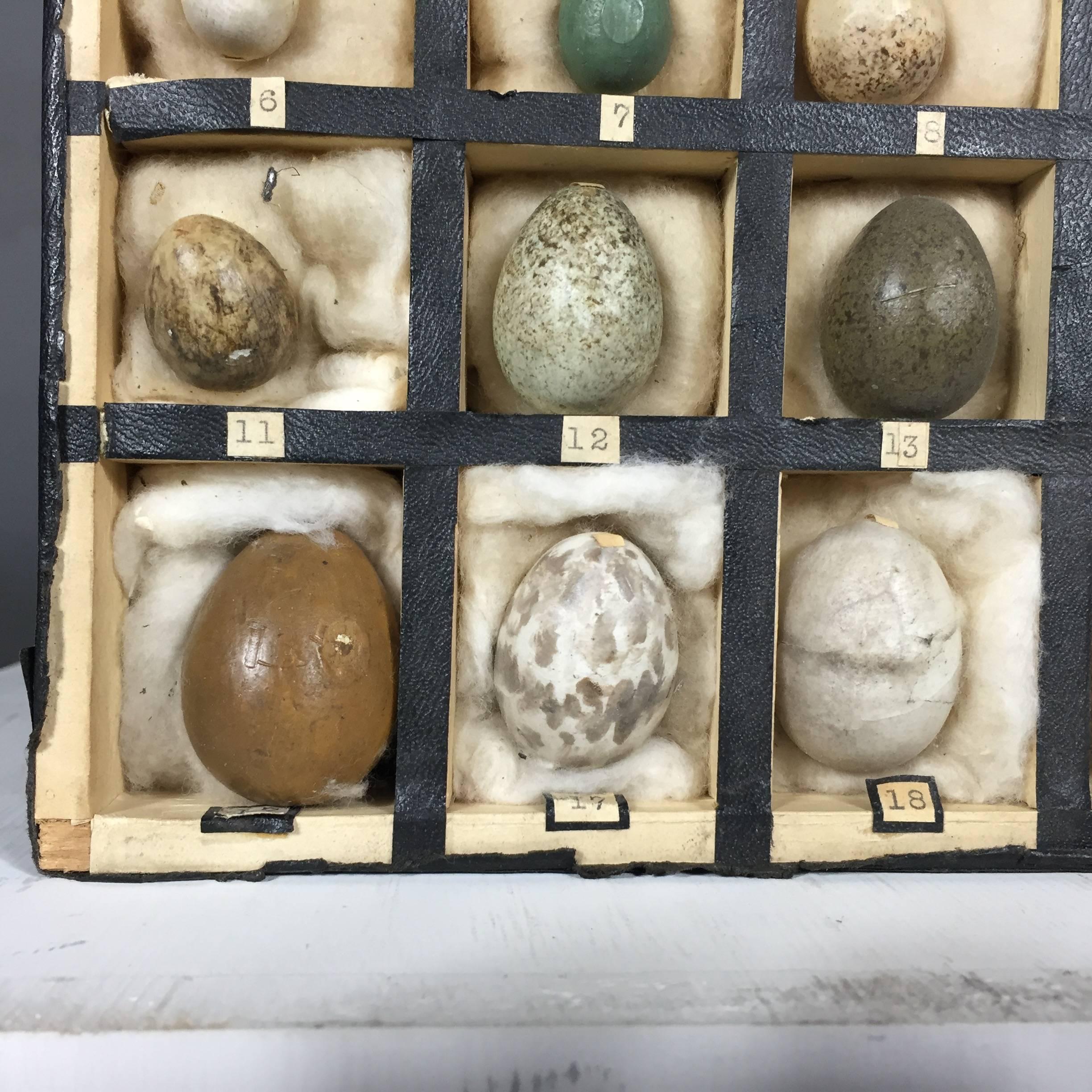 old birds egg collection for sale