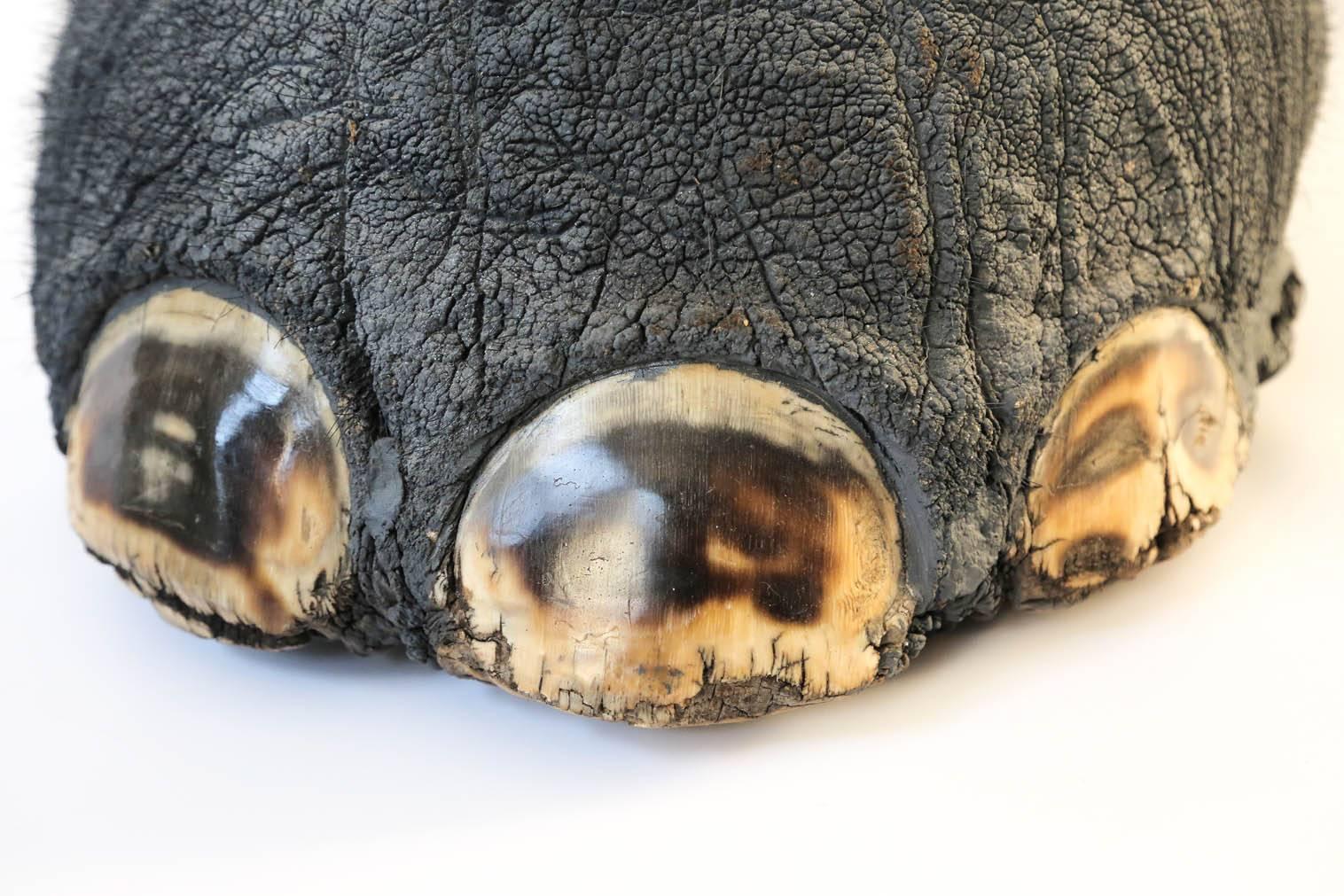 An unique taxidermy African elephant's foot commonly used as a umbrella or cane Stand. Its leather is in excellent condition with great taxidermy work by Belgian expert taxidermist J-P. Gérard-Simon S.A, complete with nails and hair. Even the
