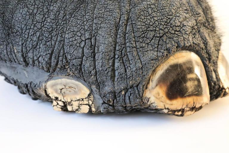 Taxidermy Elephant's Foot Umbrella or Cane Stand For Sale at 1stDibs