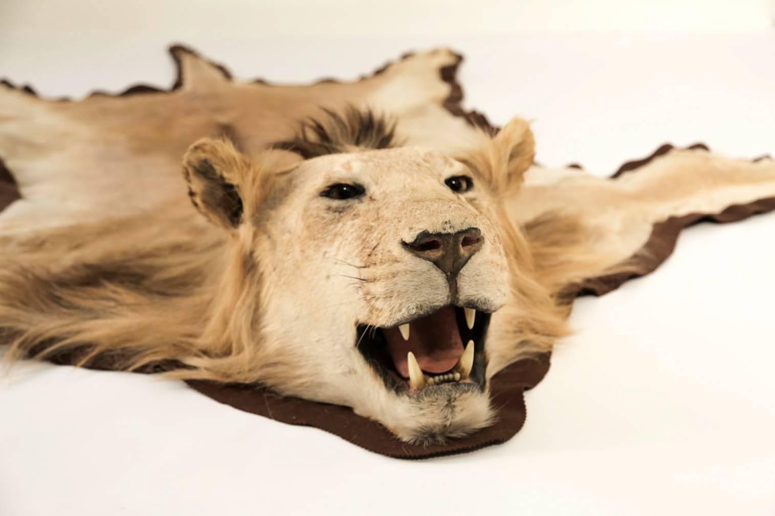 lion skin rug with head