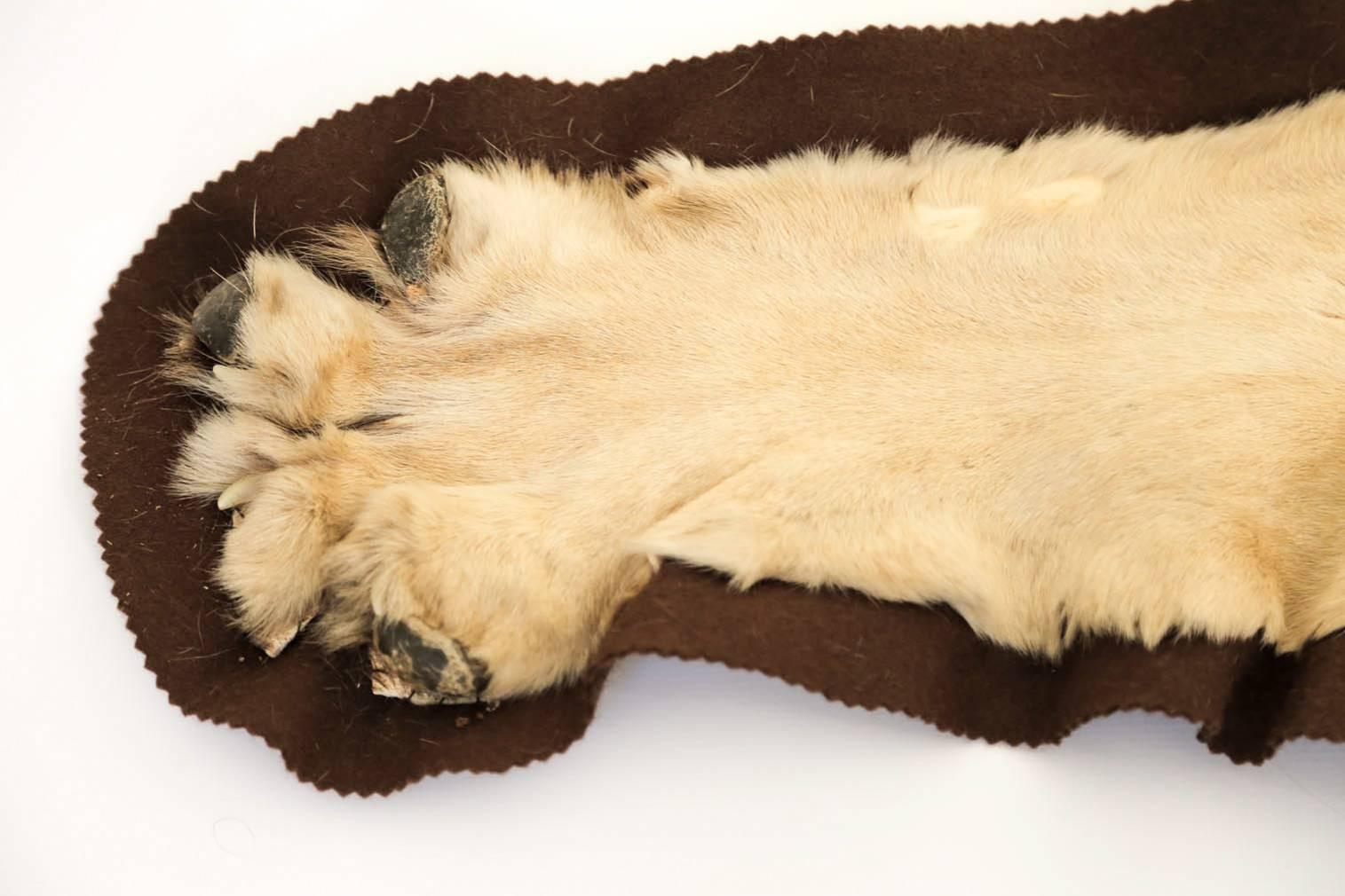taxidermy african lion rug for sale