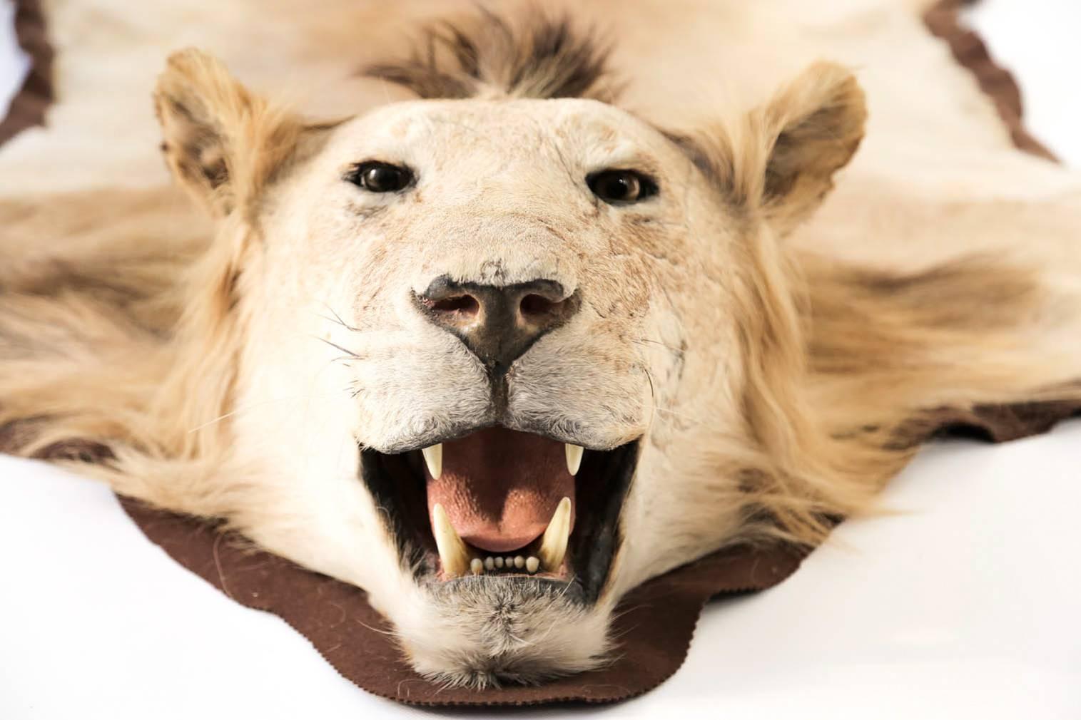 Extraordinary African Lion Taxidermy Skin Rug with a Full Head Mount, Tanzania For Sale 1