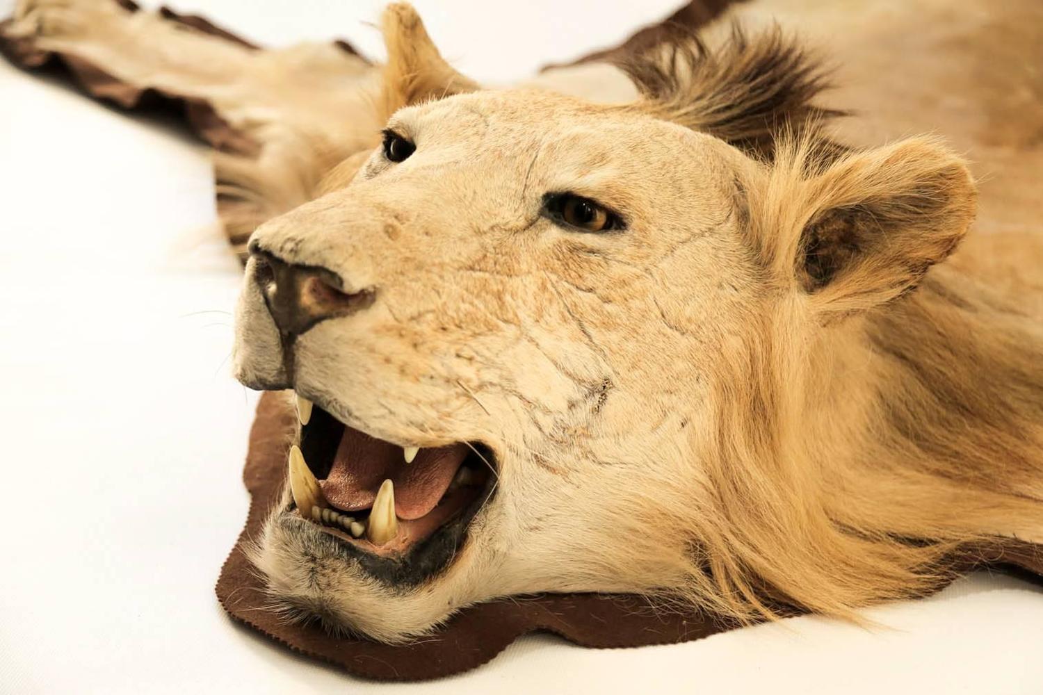 Extraordinary African Lion Taxidermy Skin Rug with a Full Head Mount