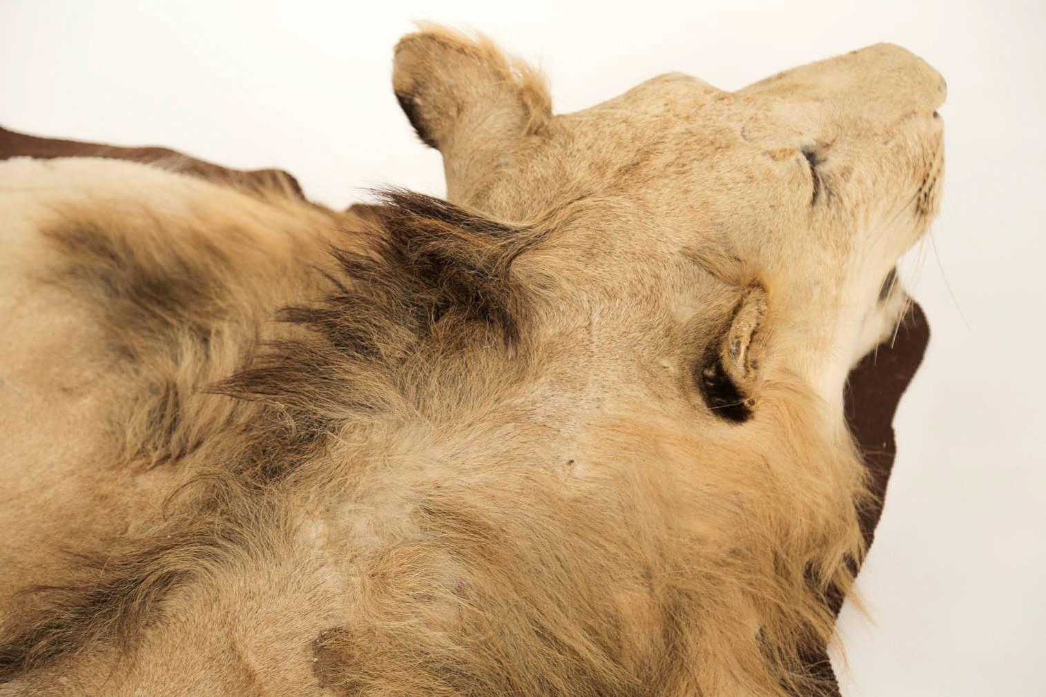 Animal Skin Extraordinary African Lion Taxidermy Skin Rug with a Full Head Mount, Tanzania For Sale