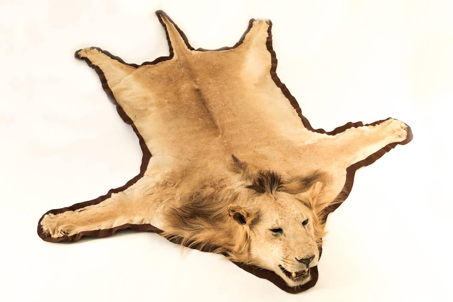 This is an outstanding African Lion taxidermy rug with a full head mount. Its hair is in excellent condition with great rug and taxidermy work by Belgian expert taxidermist J-P. Gérard-Simon S.A. This vintage mount, brown felt backed, has a