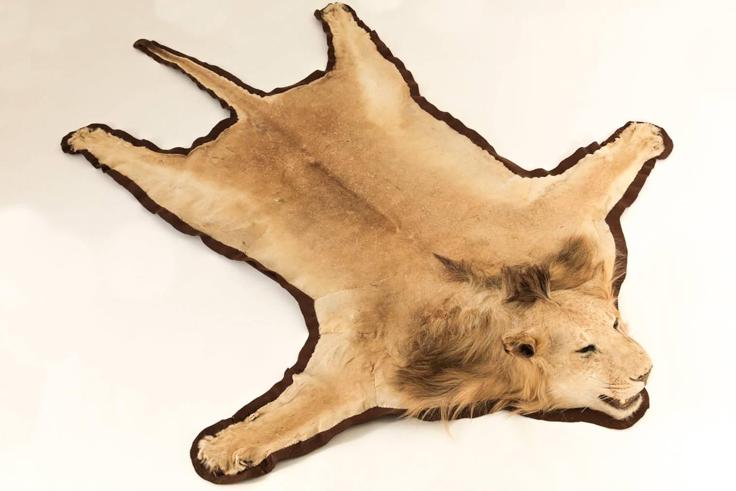 Tanzanian Extraordinary African Lion Taxidermy Skin Rug with a Full Head Mount, Tanzania For Sale
