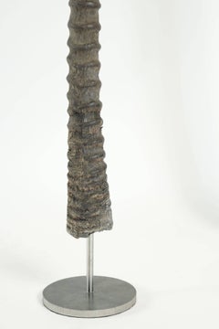 Pair of African Antelope Horns Mounted on Base of Stainless Steel