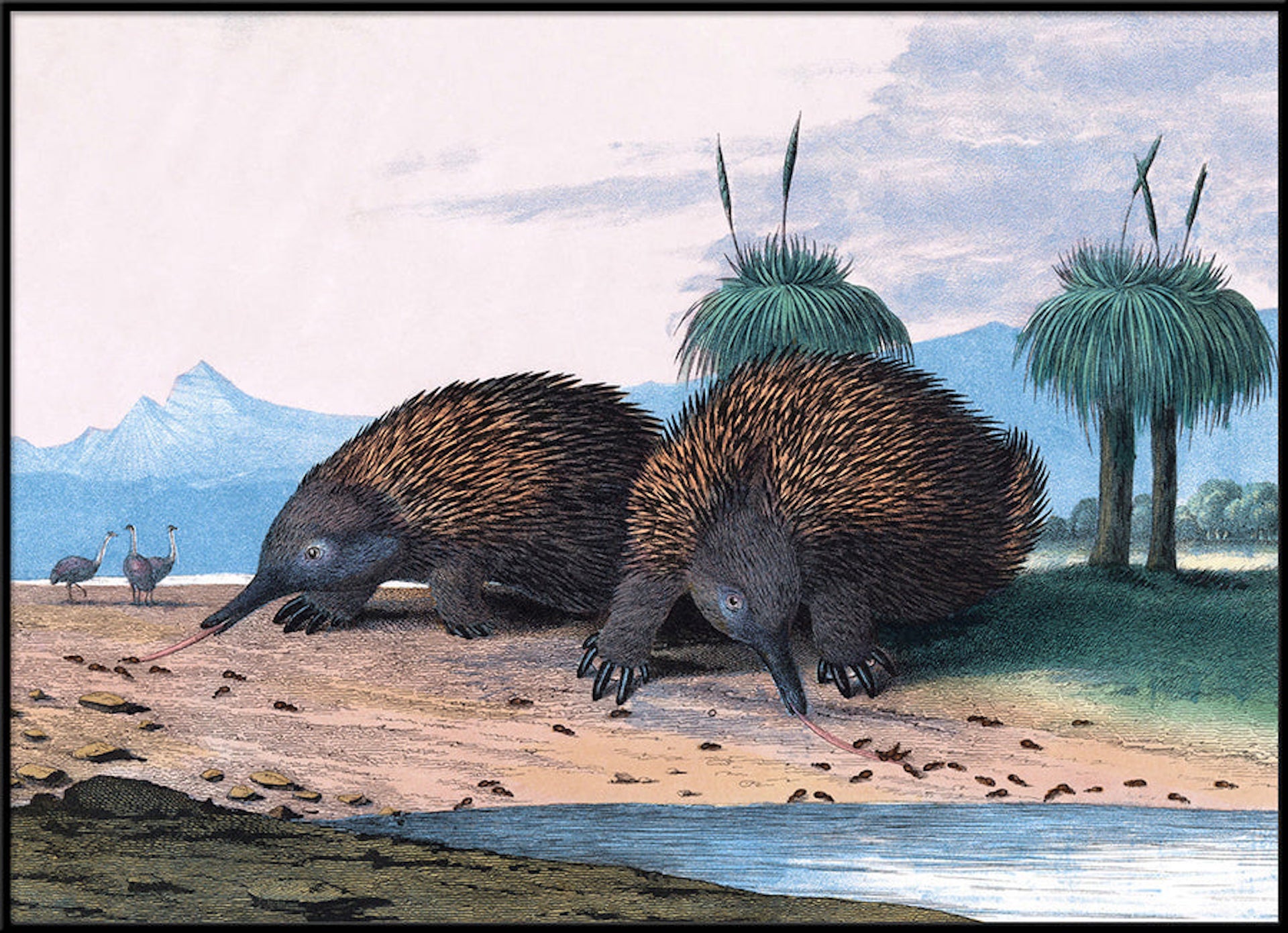 Beautiful Framed Drawing Print of "The Echidna"