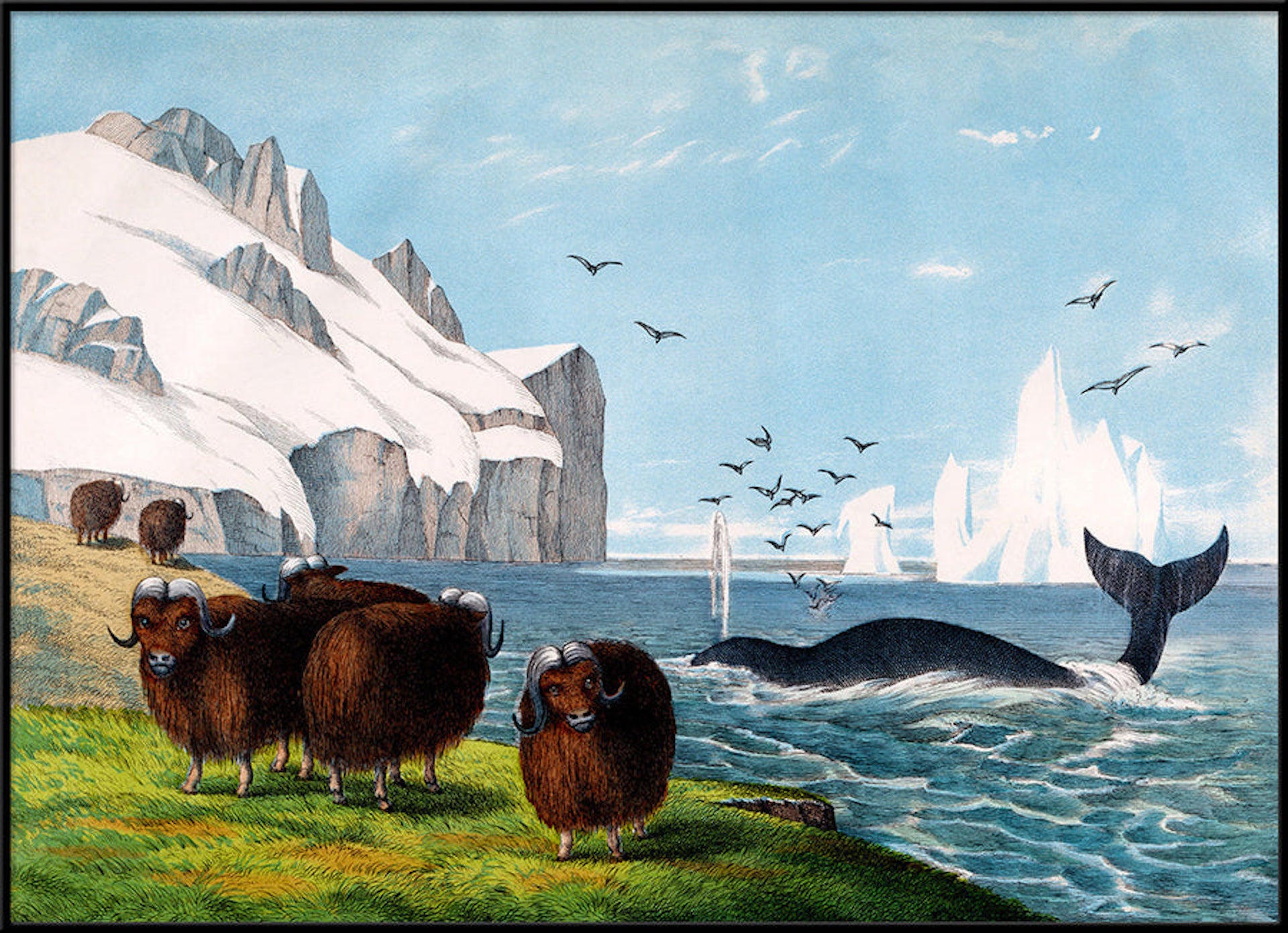 Beautiful Framed Drawing Print of "The muskox"