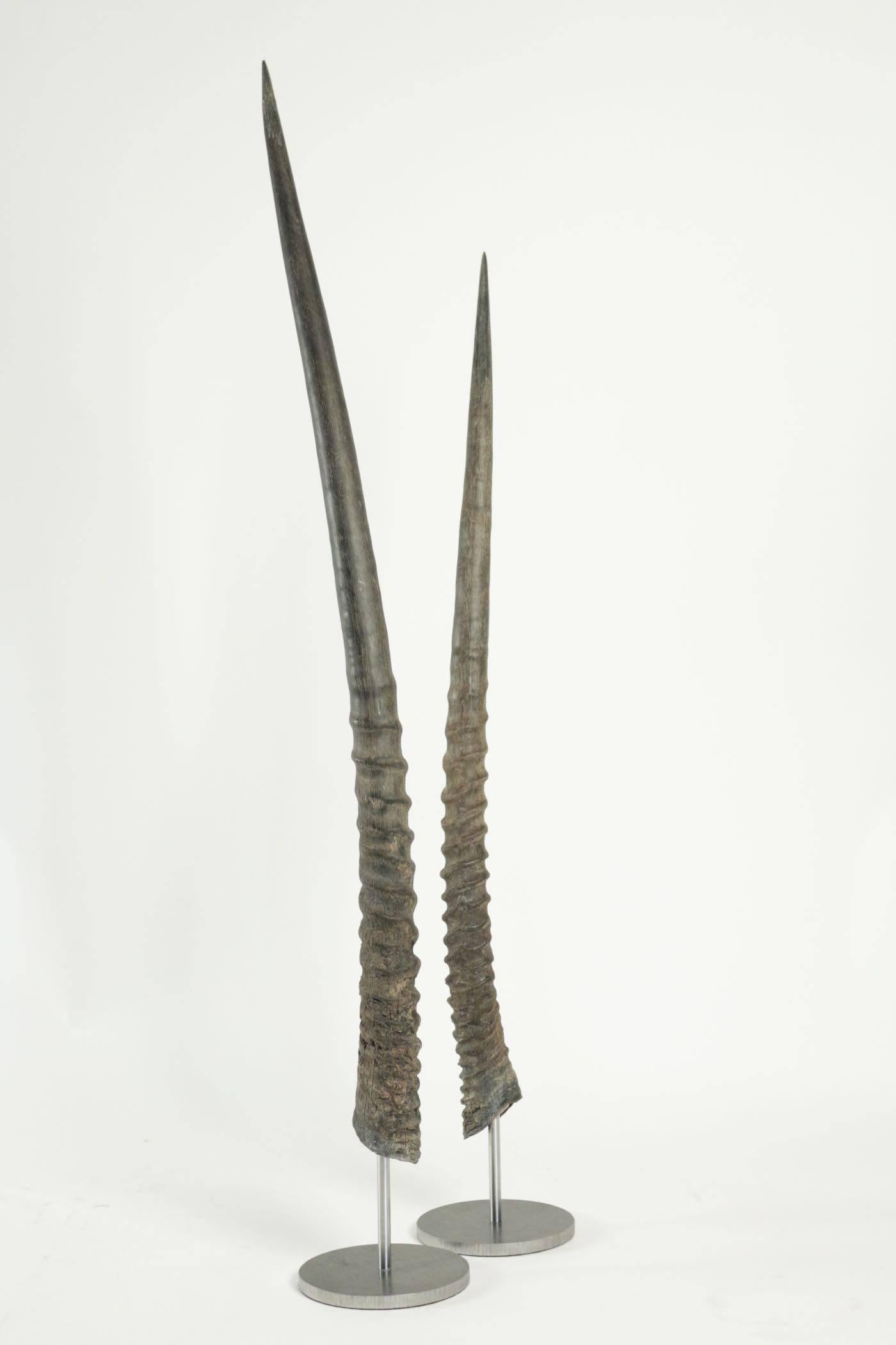 Early 20th Century Pair of African Antelope Horns Mounted on Base of Stainless Steel For Sale