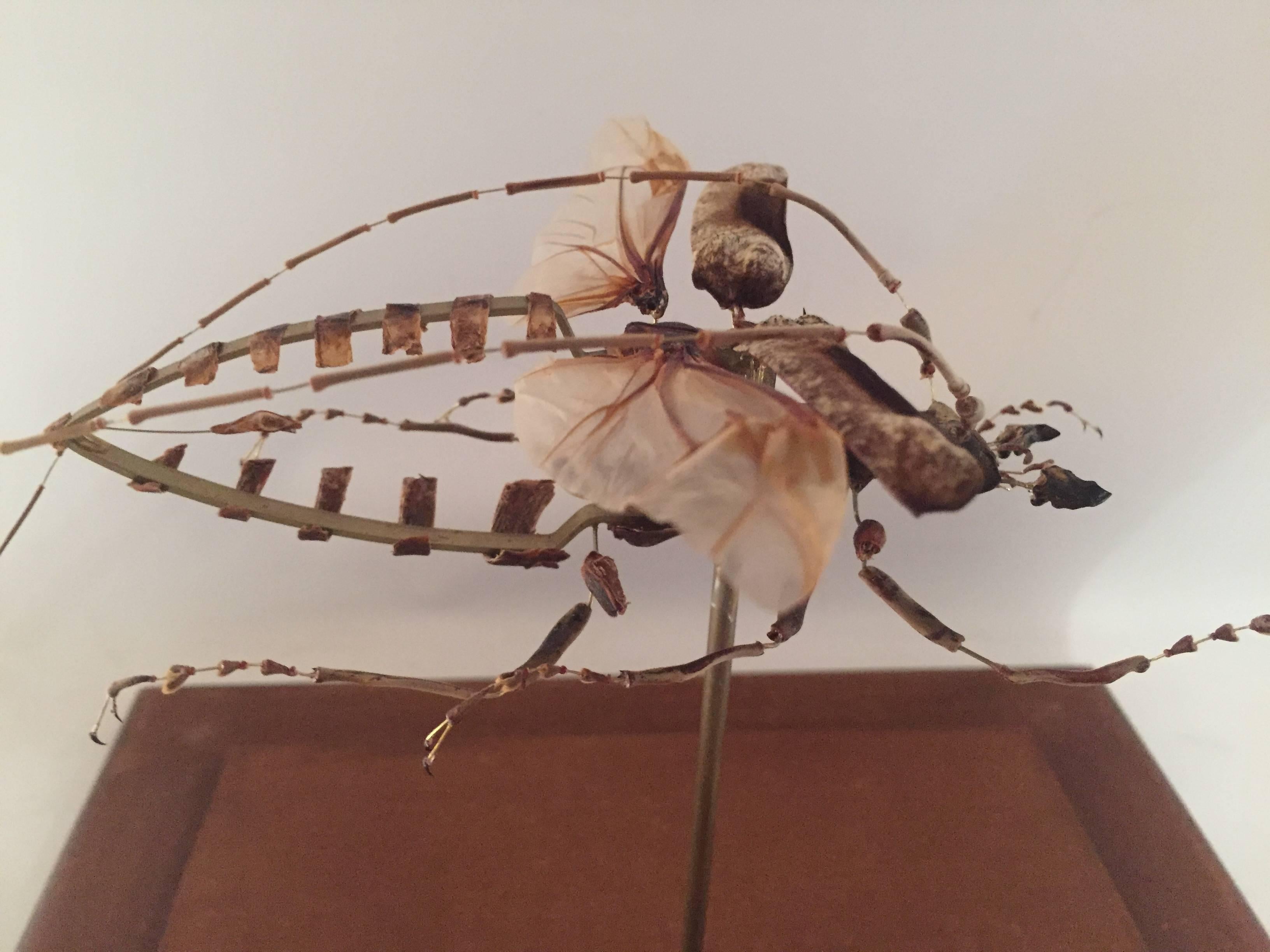 Organic Modern Deconstructed and Mounted Giant African Longhorn Beetle under Glass