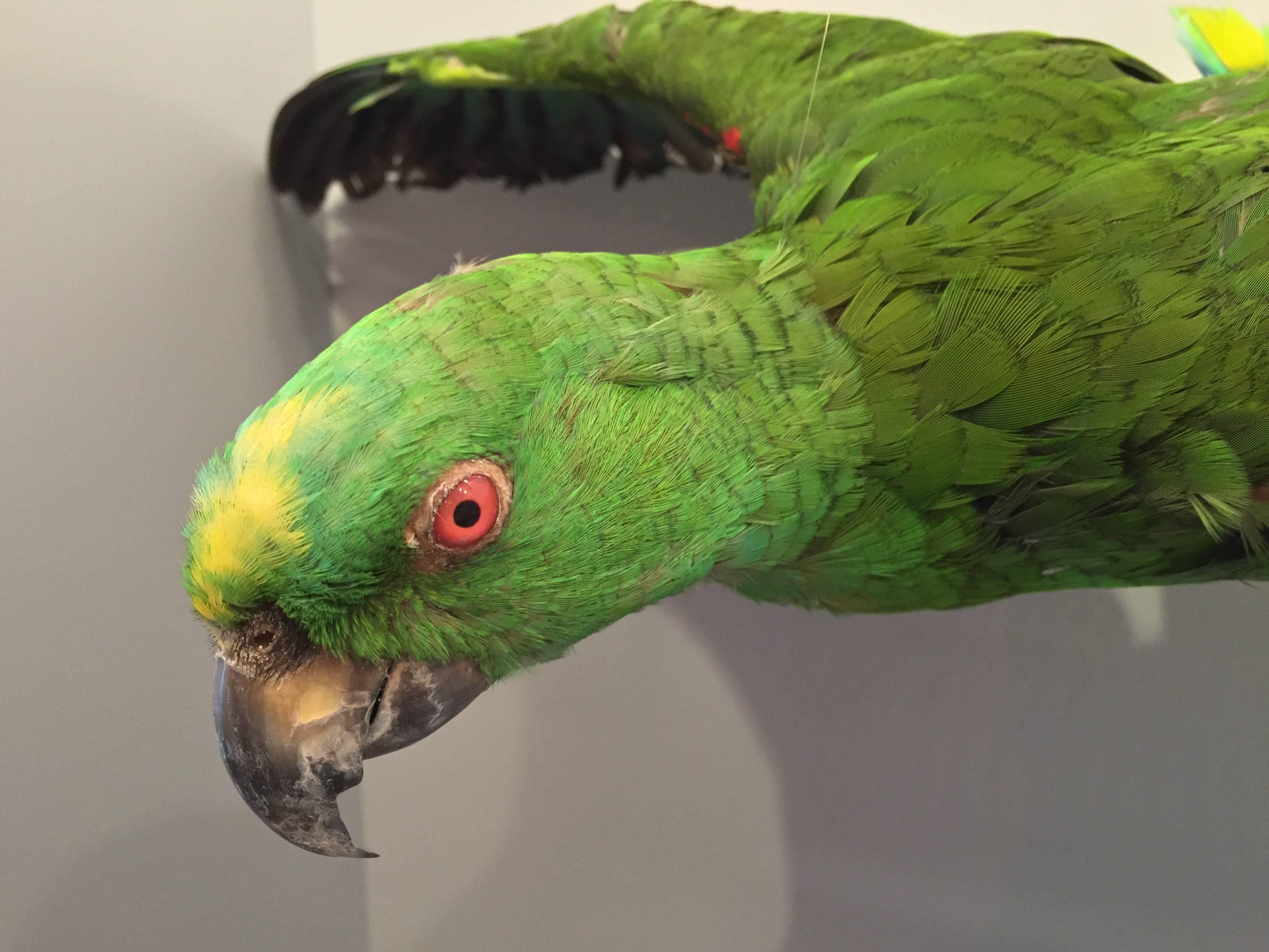 Colorful flying Amazon taxidermy parrot, mounted in a flying pose using invisible string that can be suspended from any hook. Amazon parrots can be found throughout South America, Mexico and the Caribbean. This specimen was mounted by our