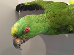 Flying Amazon Taxidermy Parrot