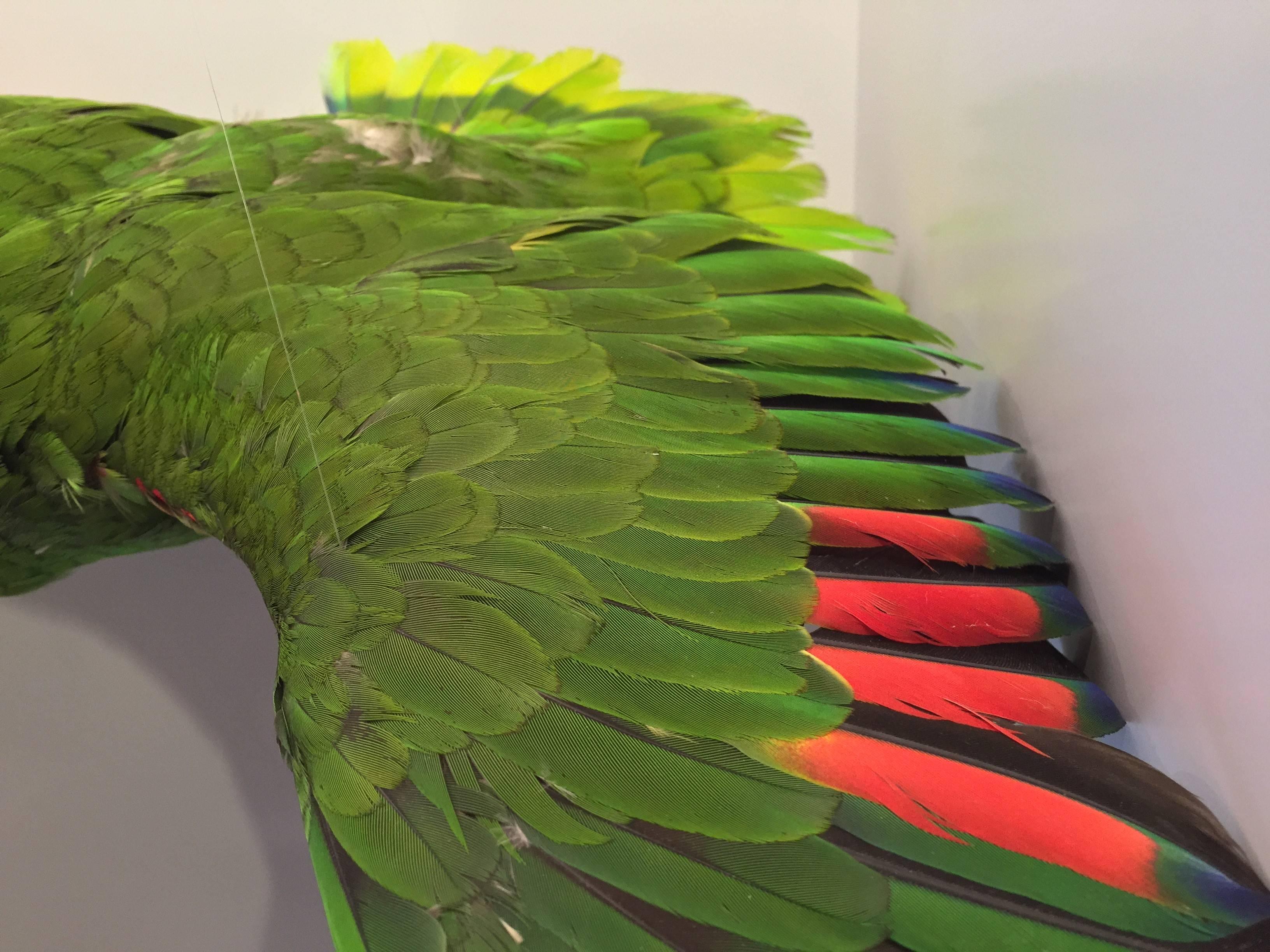 parrot taxidermy