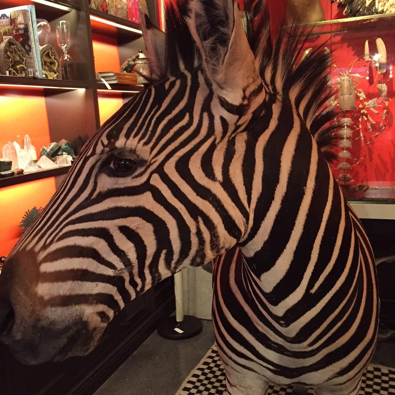 Full mount freestanding taxidermied Burchell's Zebra (Equus quagga burchellii) from South Africa.
Burchell's zebra is a southern African subspecies of the plains zebra. It was named after the British explorer and naturalist William John Burchell.
