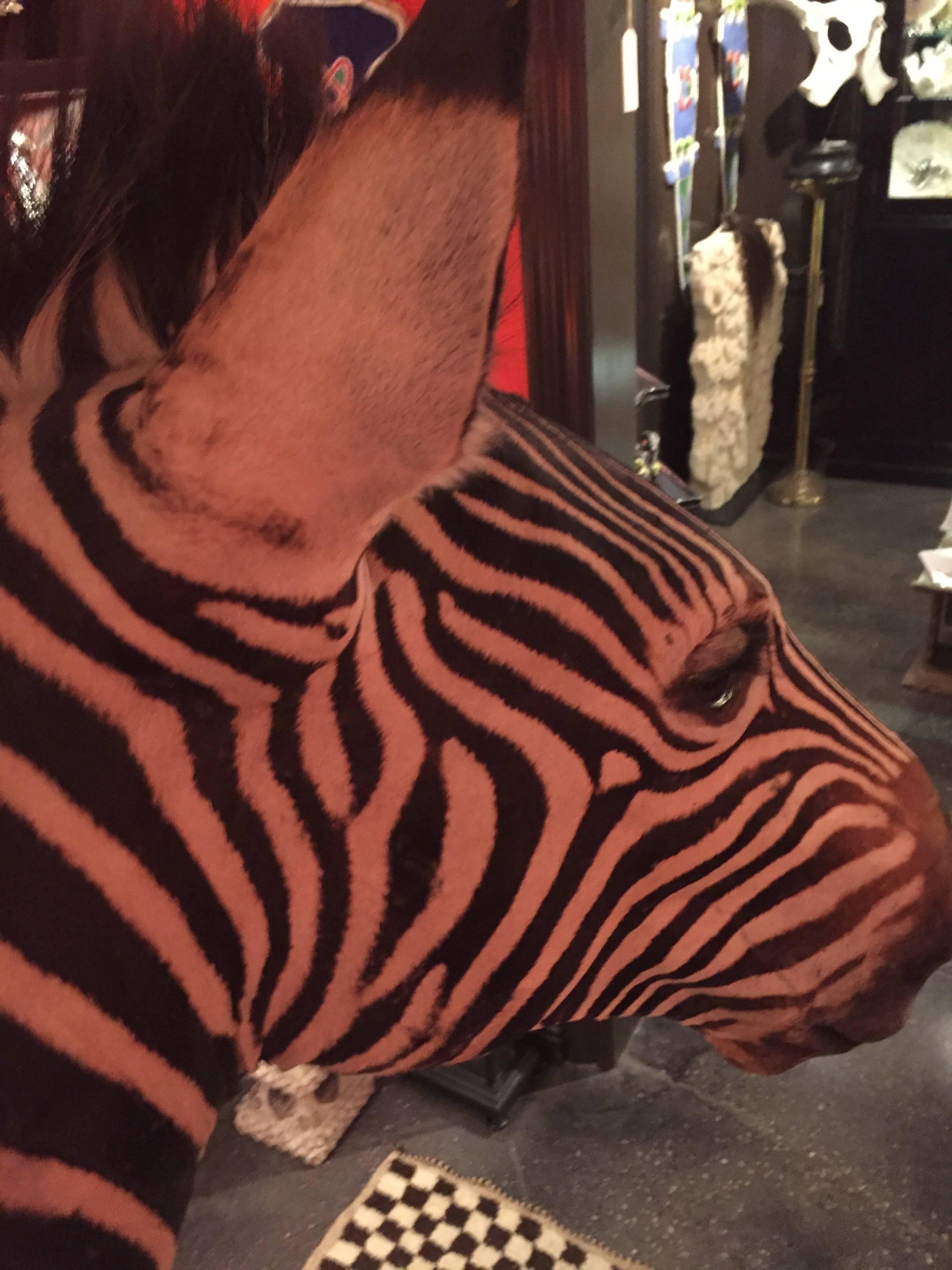 South African Rare Freestanding Full Taxidermy Mount of a Burchell's Zebra from South Africa