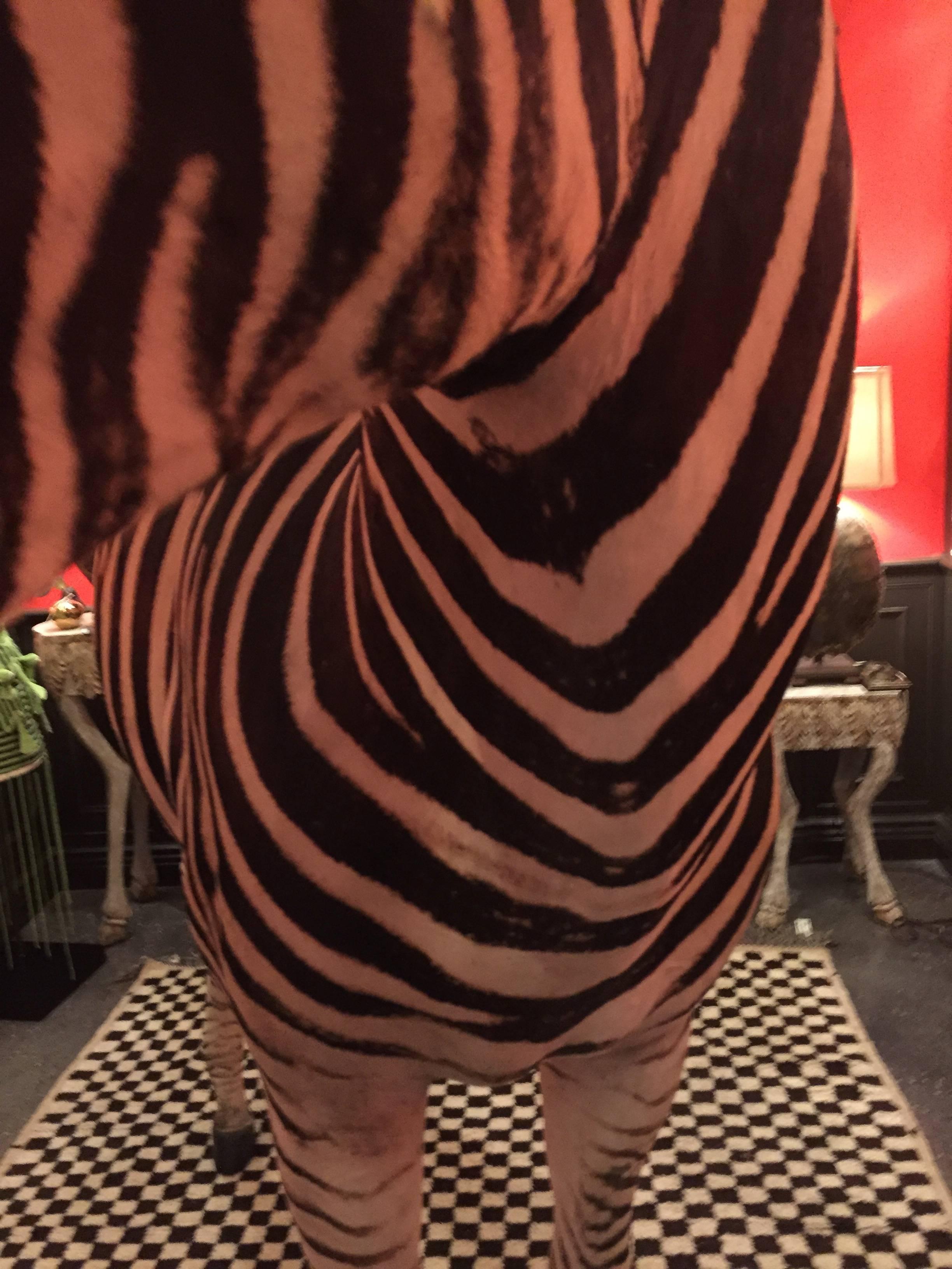 Rare Freestanding Full Taxidermy Mount of a Burchell's Zebra from South Africa In Good Condition In New York, NY