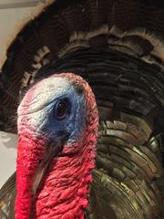 Taxidermy American Turkey, Narragansett Tom