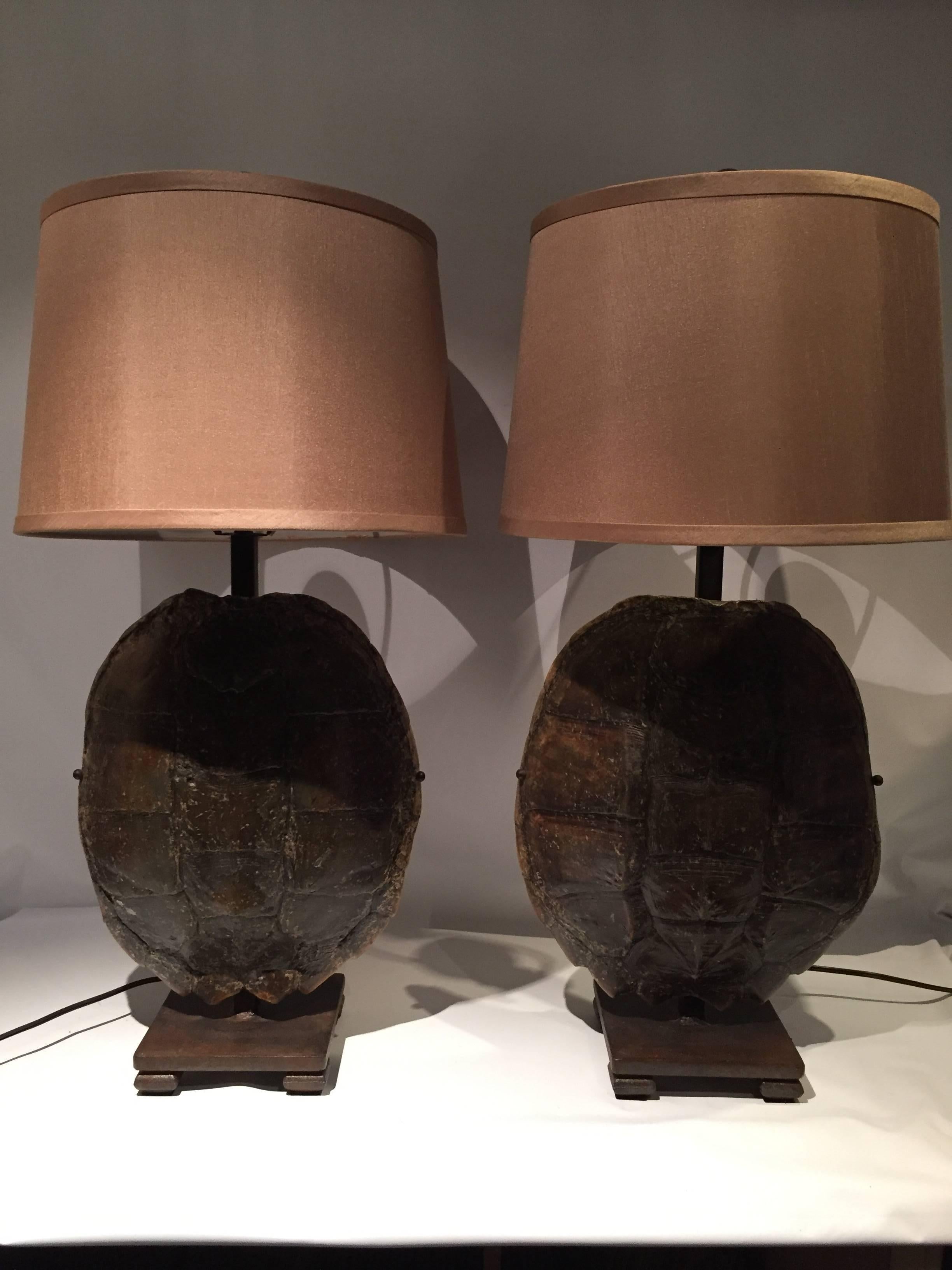 turtle shell lamps