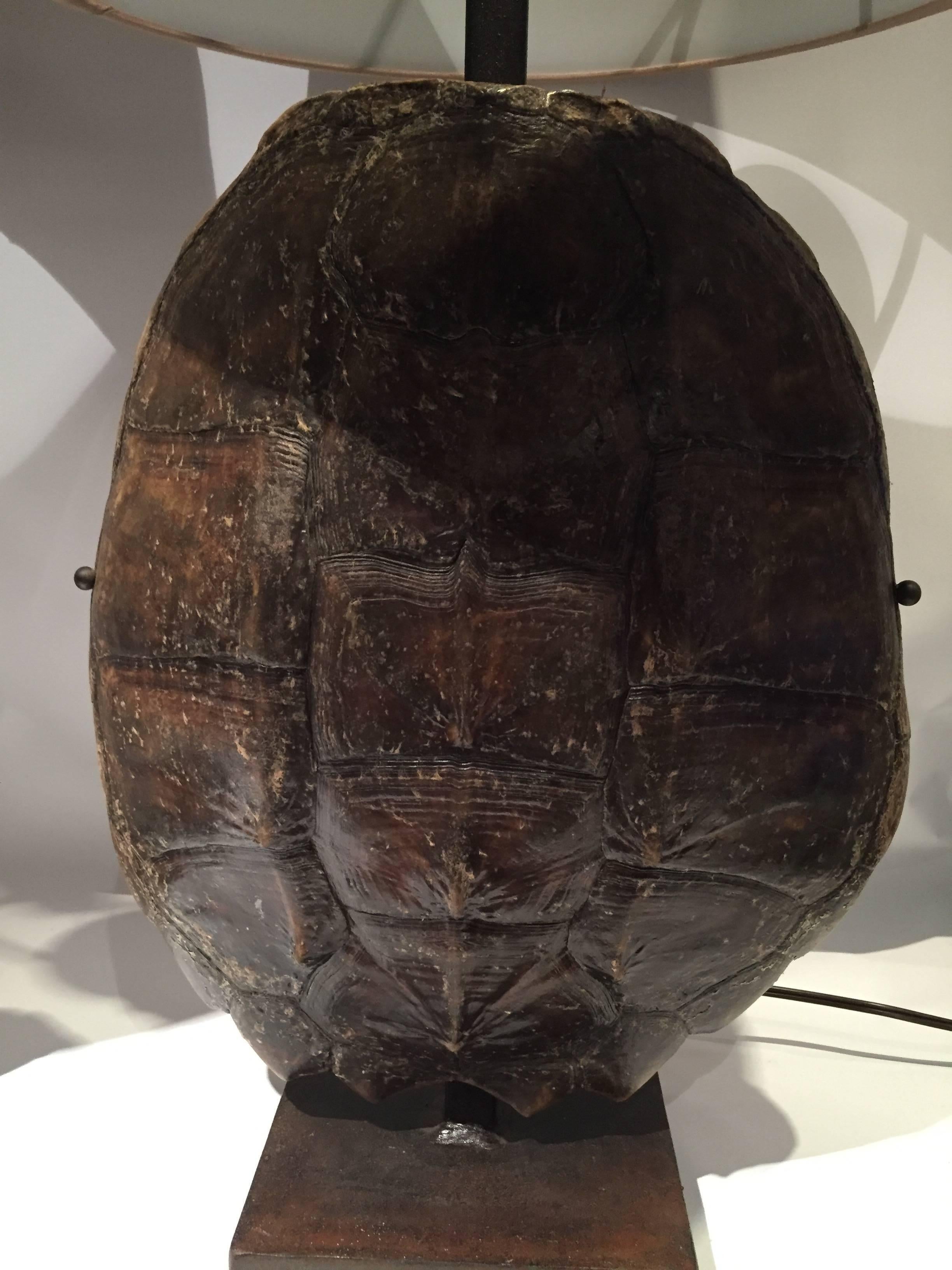 tortoise shell lamps