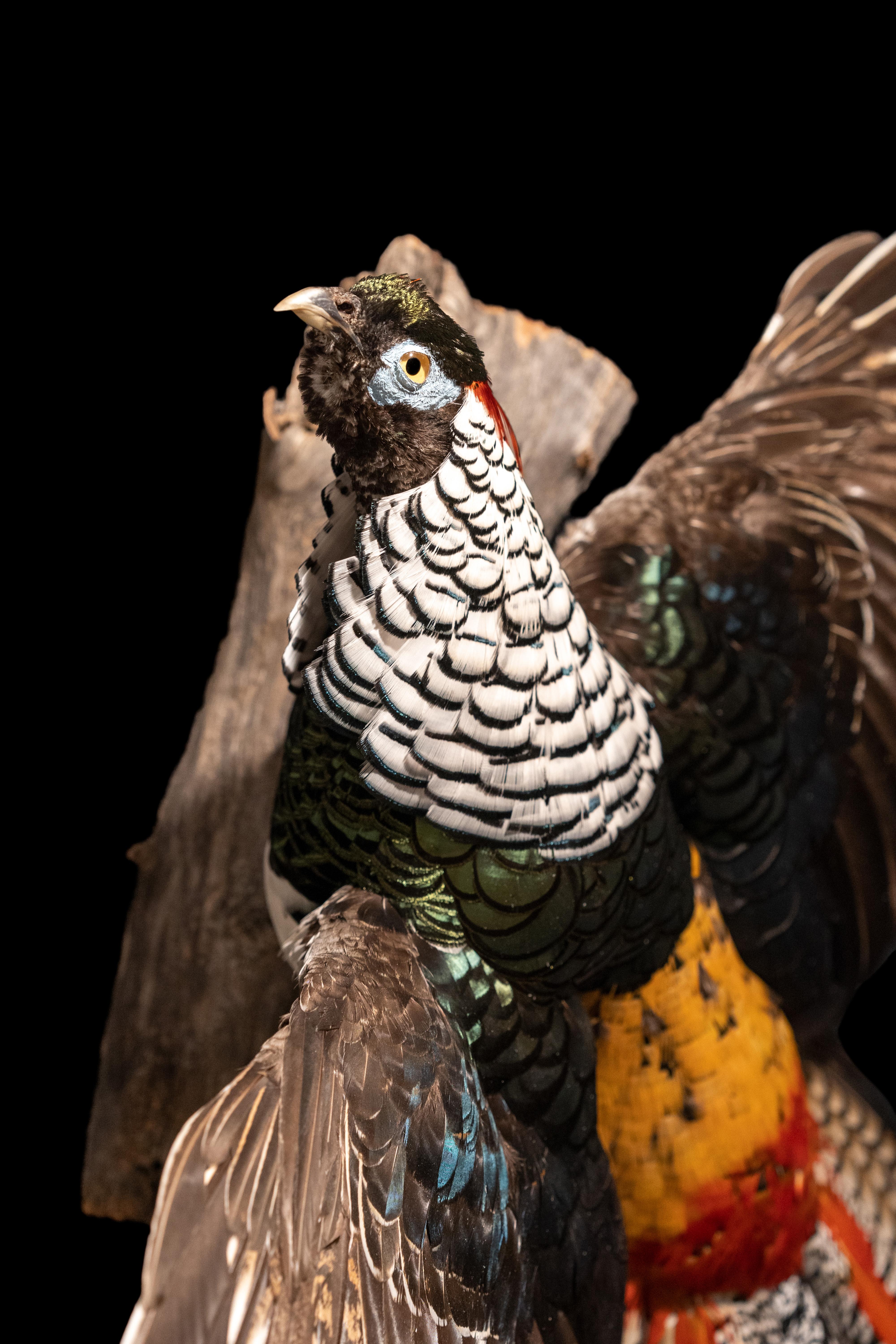 lady amherst's pheasant for sale