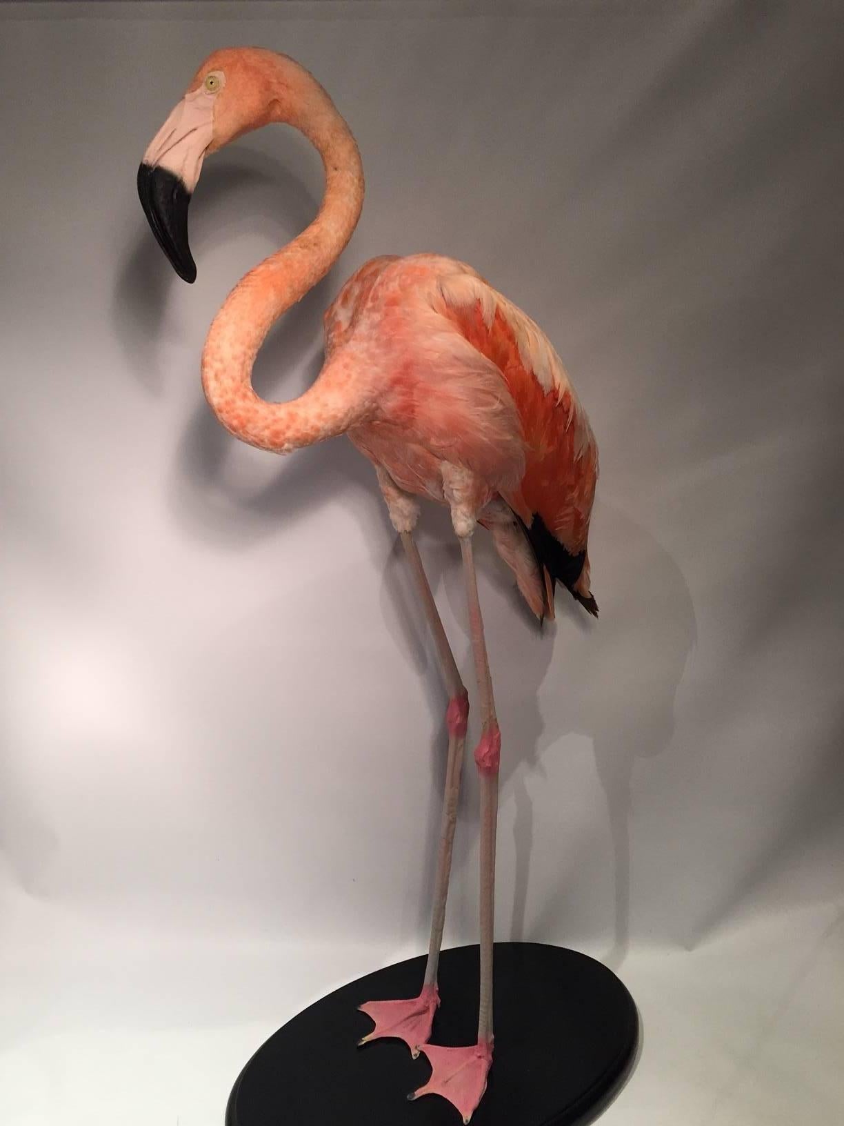 Beautiful full sized taxidermy flamingo specimen. These types of taxidermy flamingos are very rare to find and especially in this condition.
