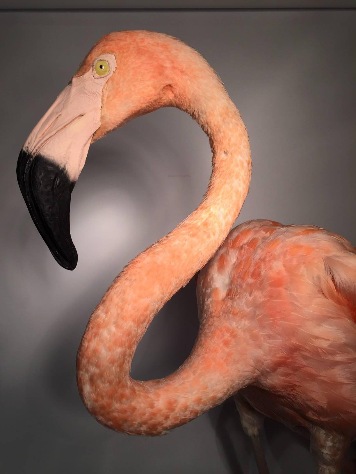 flamingo taxidermy