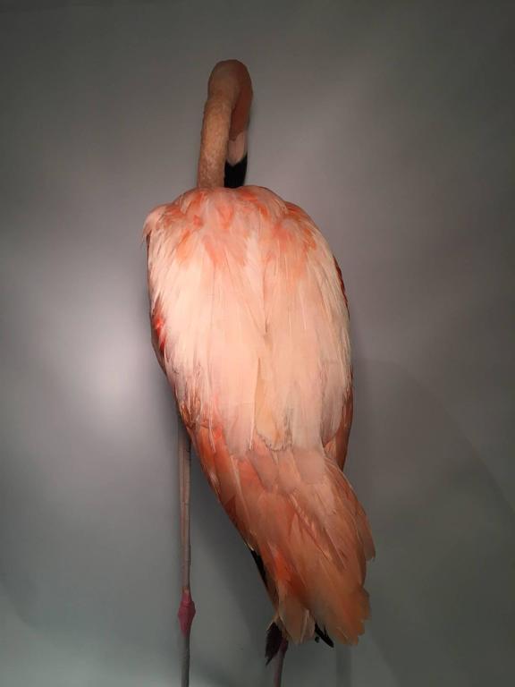 Chilean Taxidermy Pink Flamingo Specimen at 1stdibs