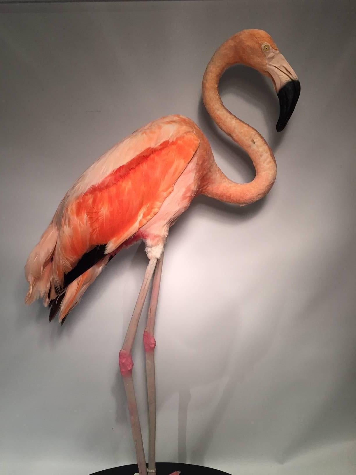 Chilean Taxidermy Pink Flamingo Specimen In Good Condition In New York, NY