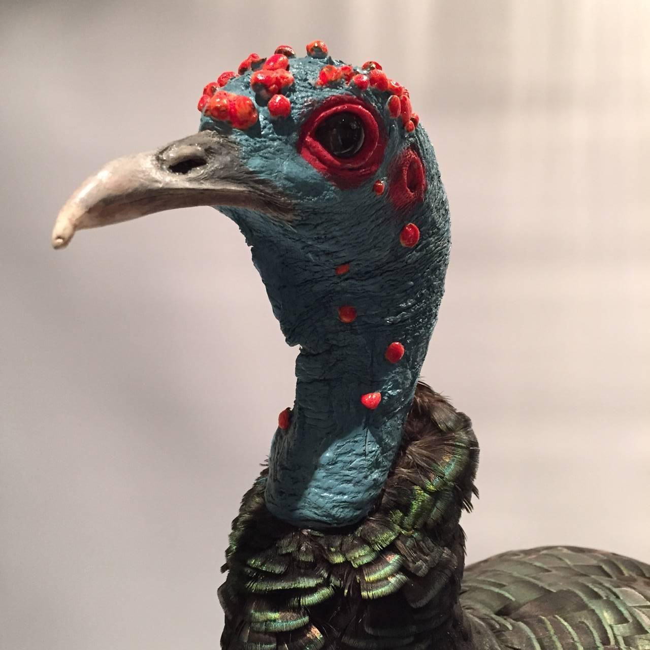 Ocellated Turkey (Meleagris ocellata) Taxidermied Specimen, mounted on a wooden base. This species is found primarily in the Yucatán Peninsula, Mexico. 